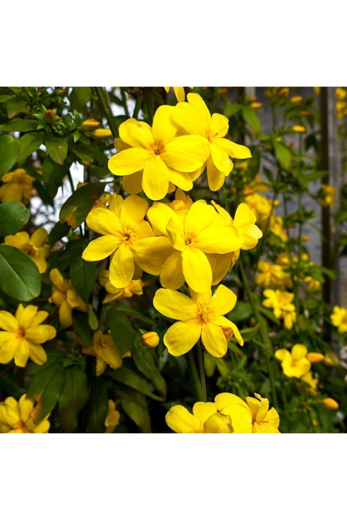 mutbirlik Tüplü Jasmine Yellow Sarı Yasemin Fidanı