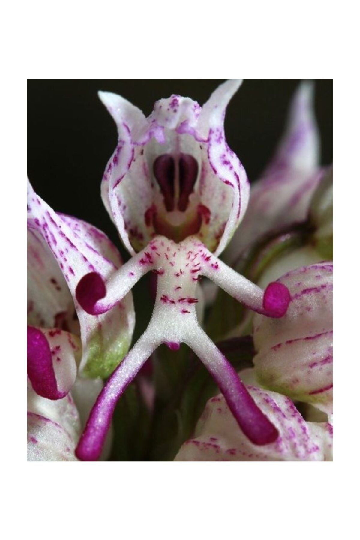 Çam Tohumculuk Nadir İnsan Orkide Tohumu 5 Adet Tohumu Çiçek Tohumu