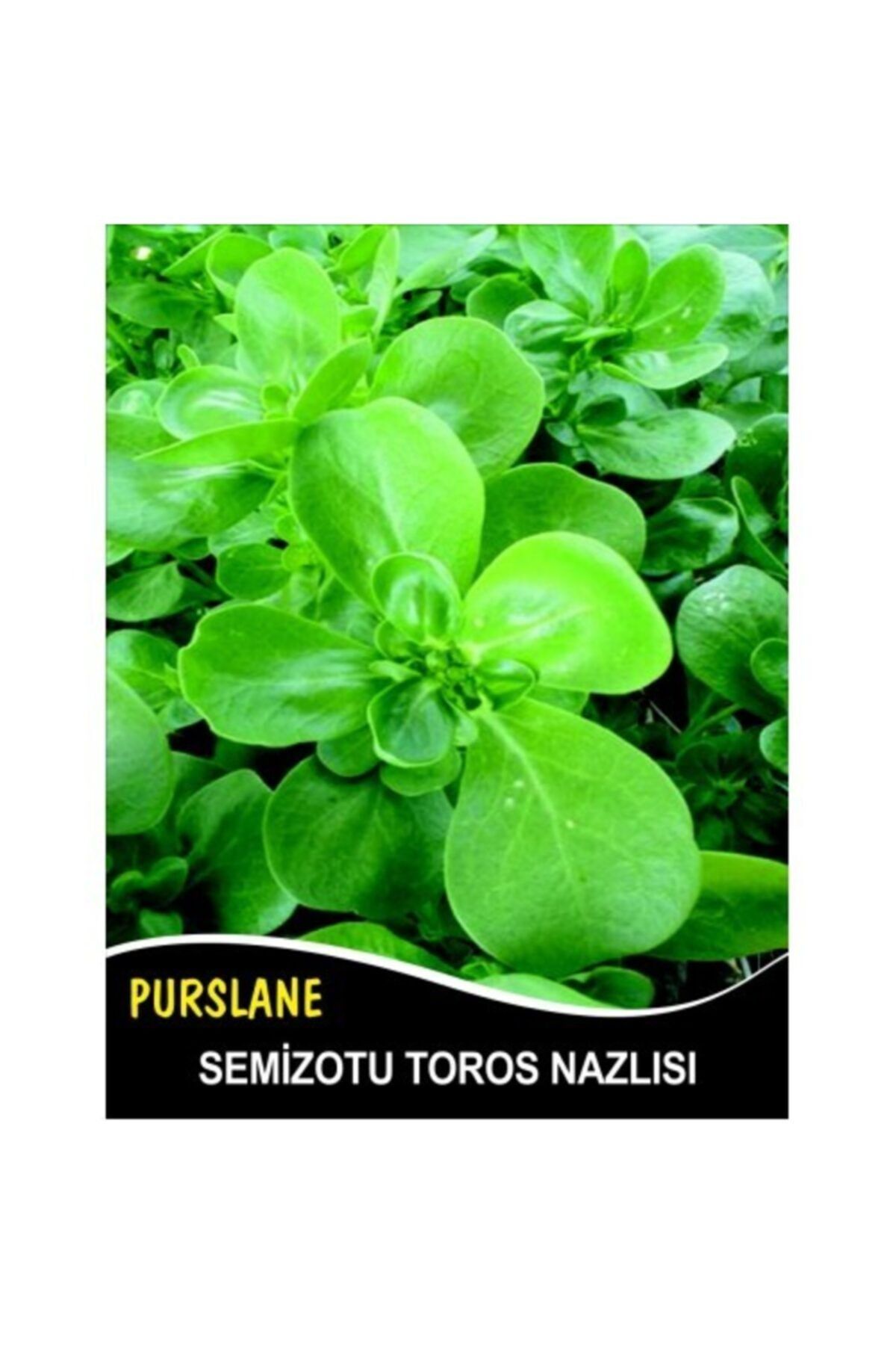 Euro Seed Semizotu Tohumu Toros Nazlısı - 5g (~ Takribi 2000 Tohum)
