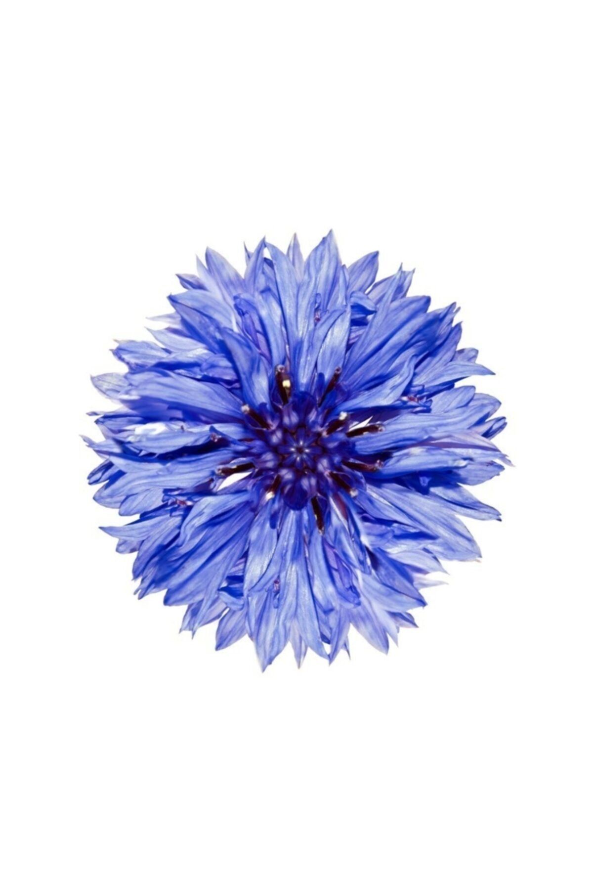 Serdar Çam Tohumculuk Mavi Kantoron Çiçeği Tohumu 5 Adet Tohum Çiçek Tohumu Kantaron