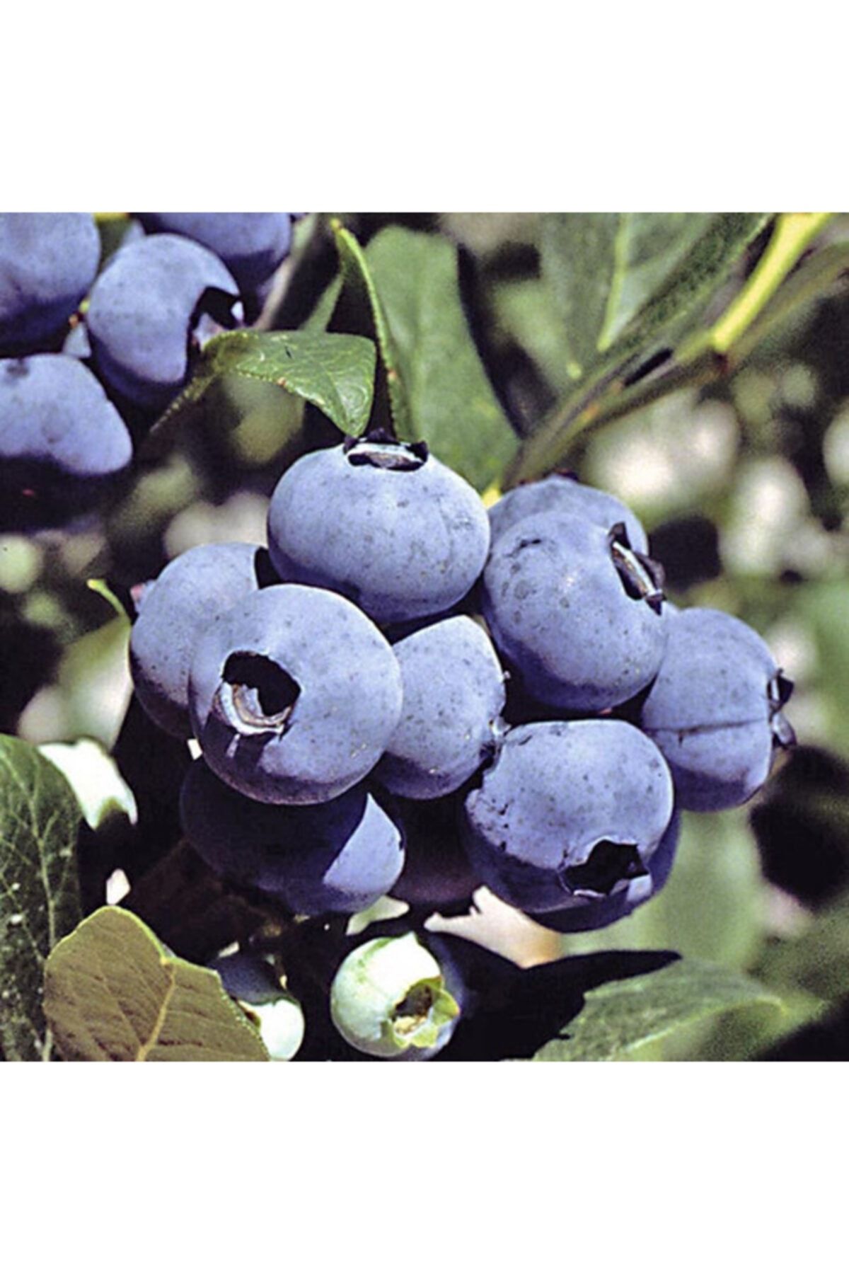 BURSATARIM Chanticleer Yaban Mersini Fidanı Saksılı ( Maviyemiş ) Blueberry