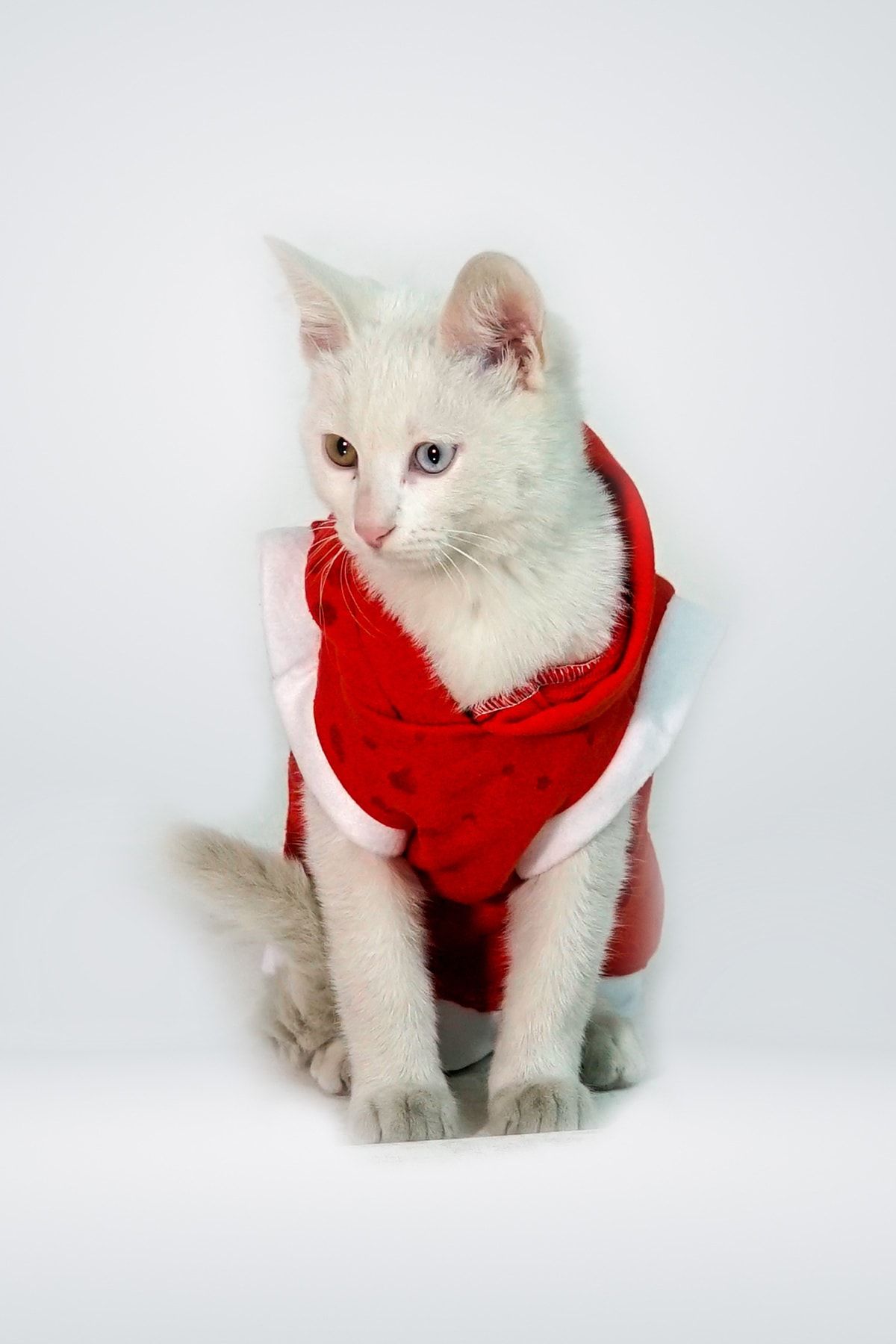 SemPaty Lazer Eskitme Detaylı Special Kumaş Kırmızı Kapüşonlu Kedi Kıyafet