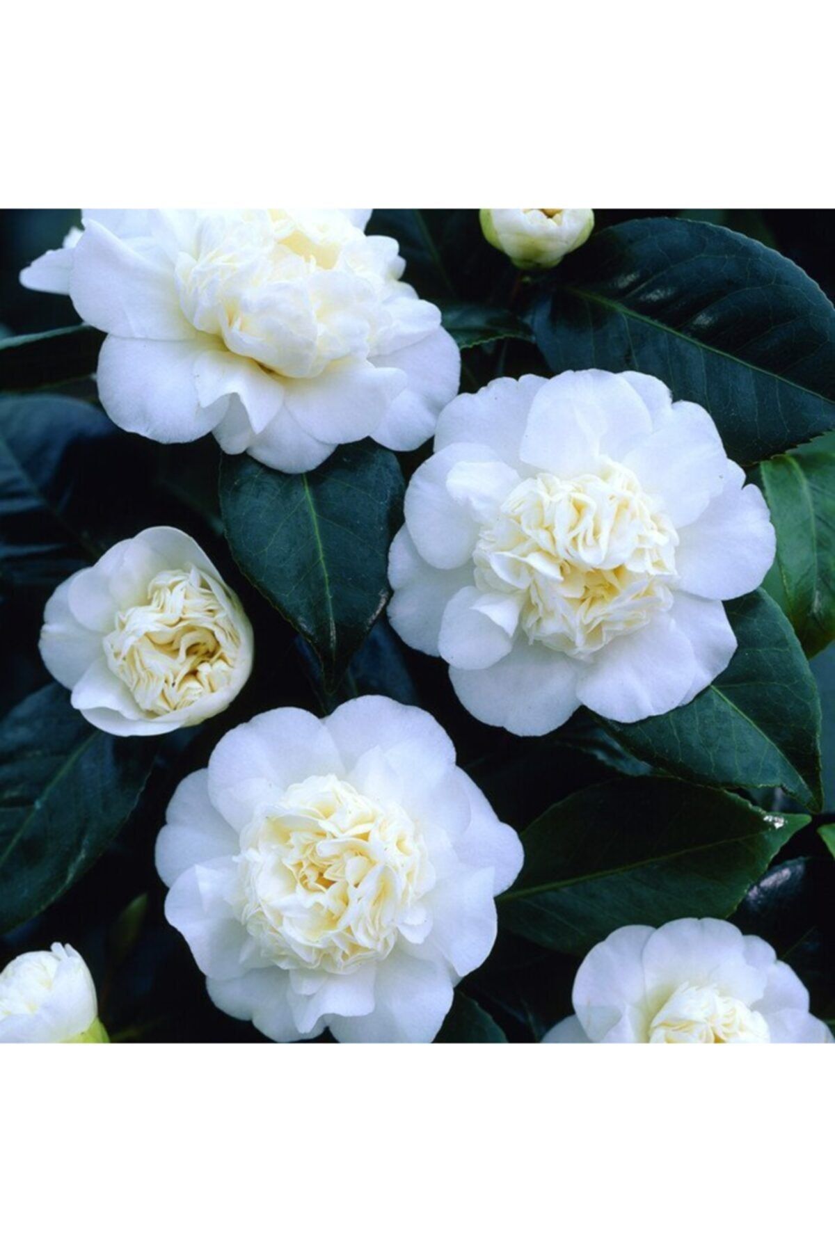 Mutlu Paket Tüplü Katmerli Beyaz Çiçekli Kamelya Fidanı(10-20 Cm)