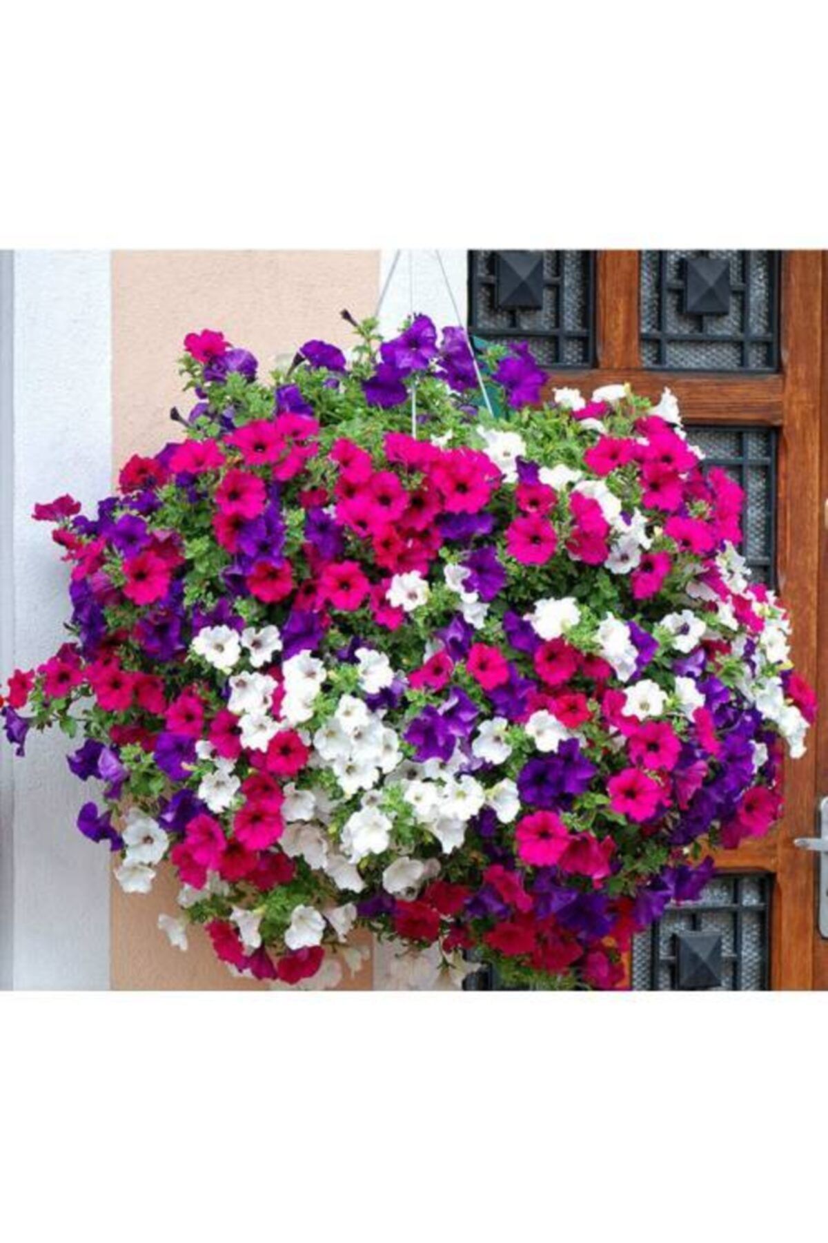 ESRA ŞELEM 25 Adet Petunya Balkon Çiçeği Tohumu + Gübresi