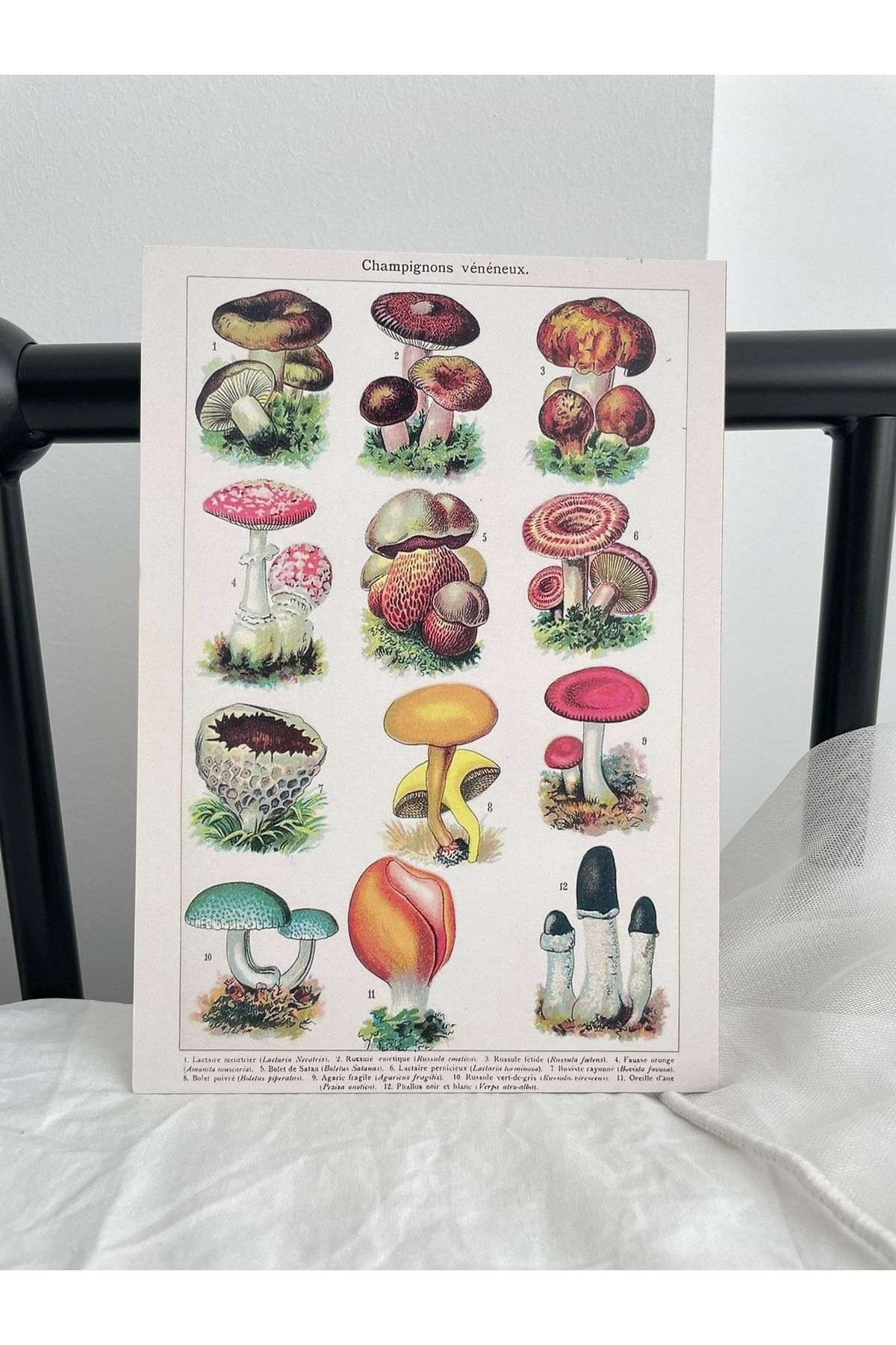 Planet Butik Mushroom Species Mini Ahşap Poster