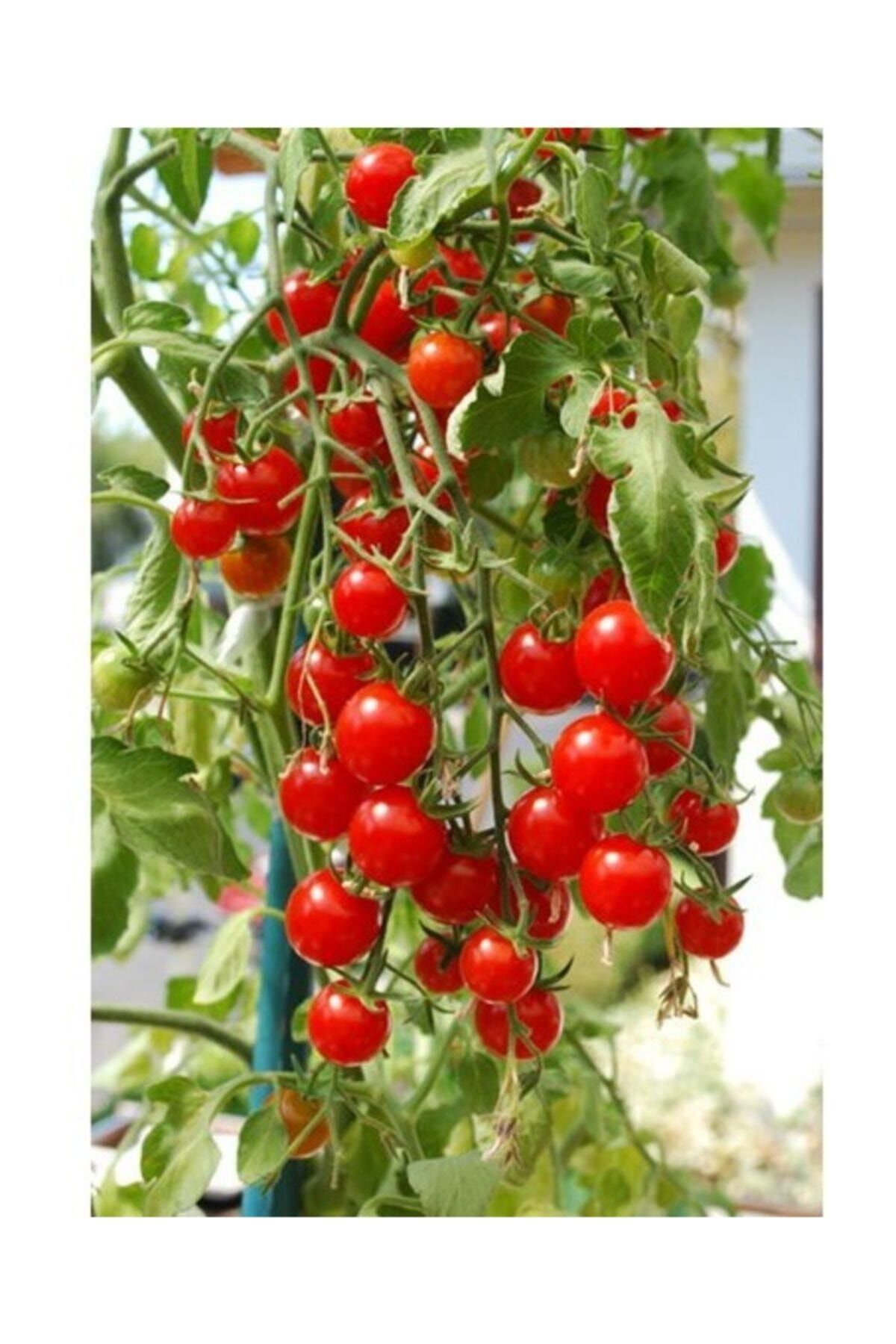 3M Agrobazar Delıcıous Salkım Cherry Domates Ortalama 25+ Tohum