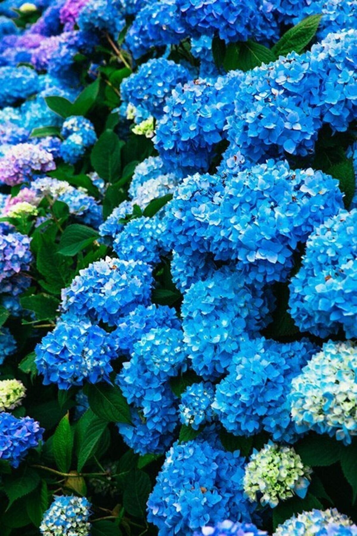 Genel Markalar Canlı Ortanca Çiçeği Fidanı- Aşılı Tüplü Koyu Mavi