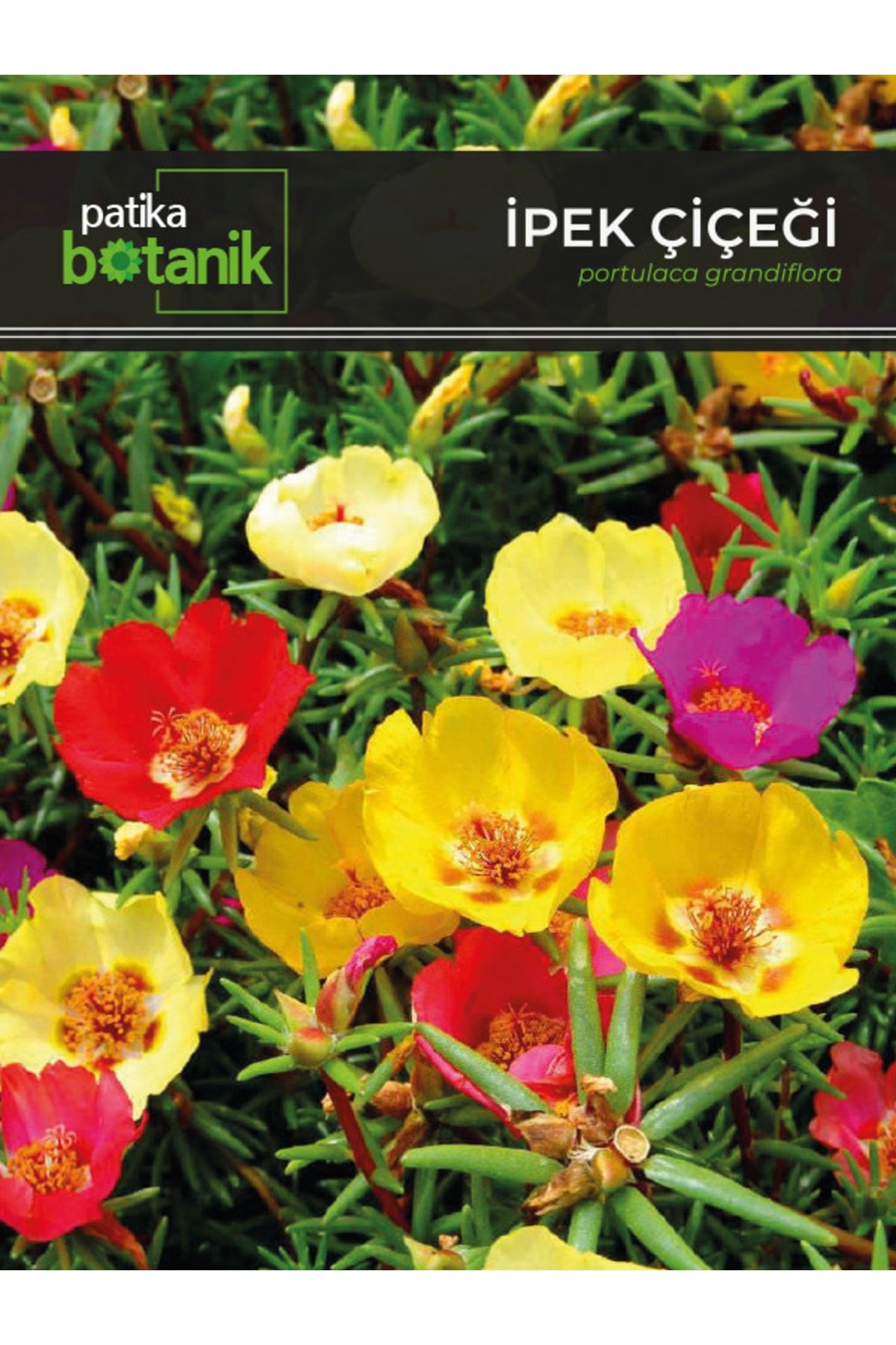 Patika Botanik 100 Adet Ipek - Şellaki (PORTULACA GRANDİFLORA) Çiçek Tohumu