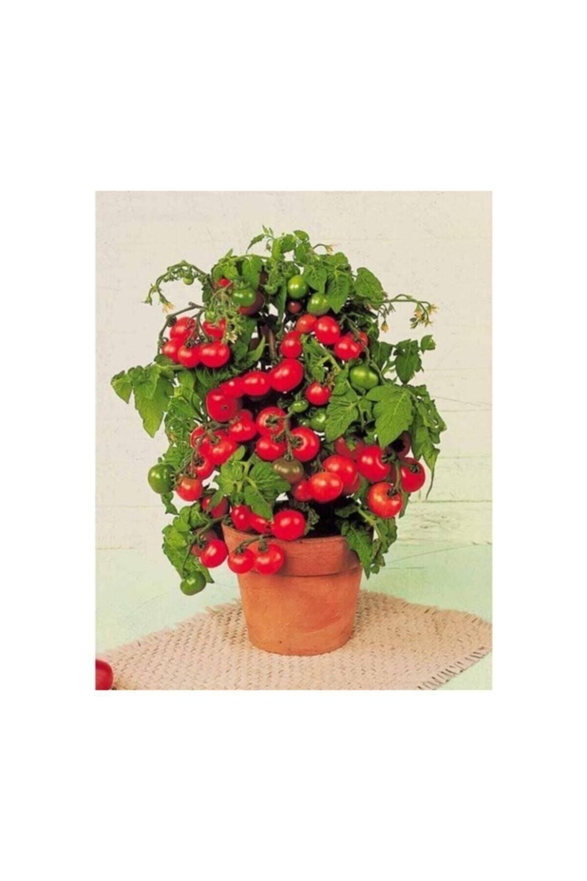 Tohum Dünyam Agrobazaar Tinytim Cherry Domates Toprak Ve Saksı Seti 50+ Tohum
