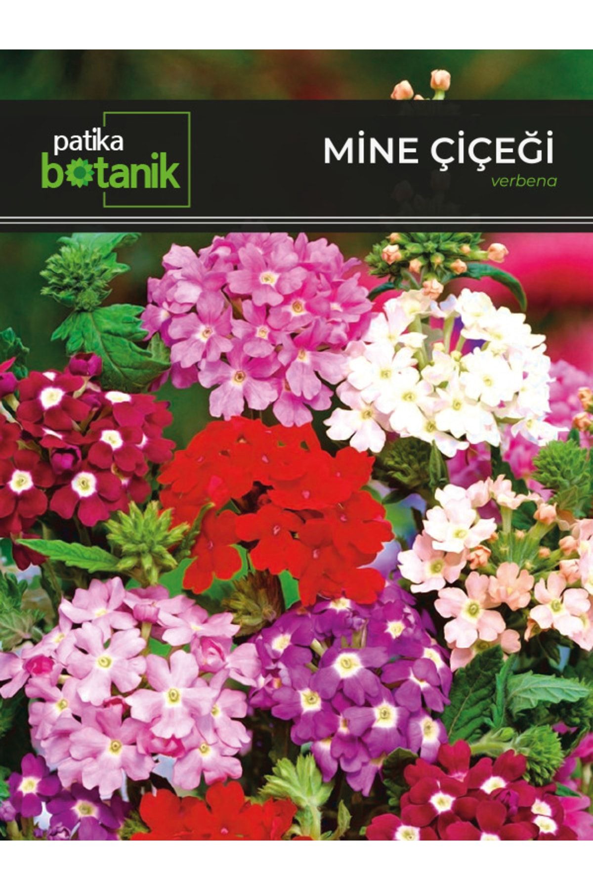 Patika Botanik 50 Adet Mine (VERBENA) Çiçek Tohumu