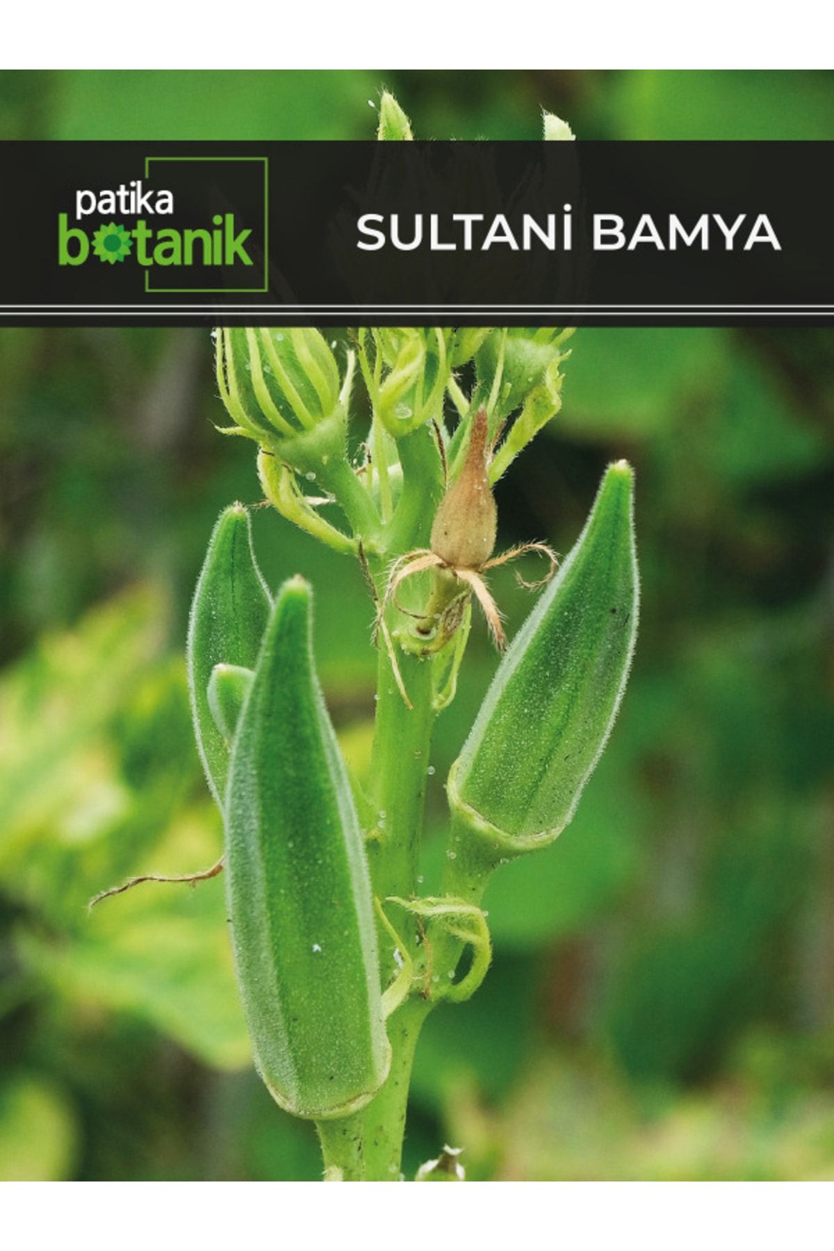 Patika Botanik 100 Adet Sultani Bamya Tohumu