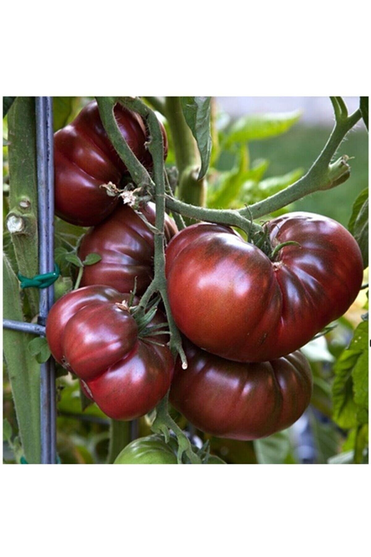 Низкорослые крупноплодные сорта томатов. Черри низкорослые. Томаты низкорослые крупноплодные. Сорта томата низкорослый крупноплодный. Сорта томатов для открытого грунта устойчивые к фитофторе.