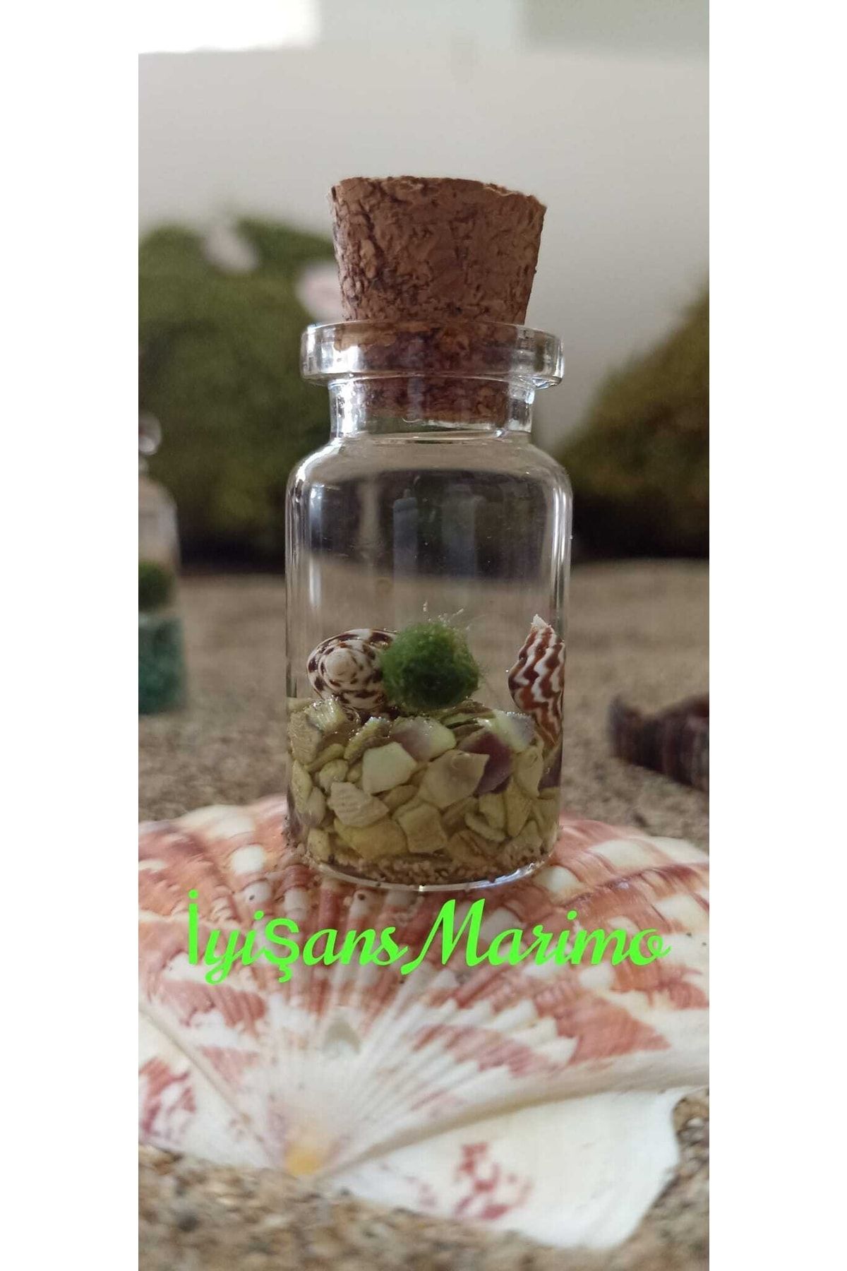 İyişans Marimo Şans Kazandıran Marimo Şans Yosunu Canlı Teraryumu Mossball Mini Pet Terrarium(5*3CM) Yeşil Renk