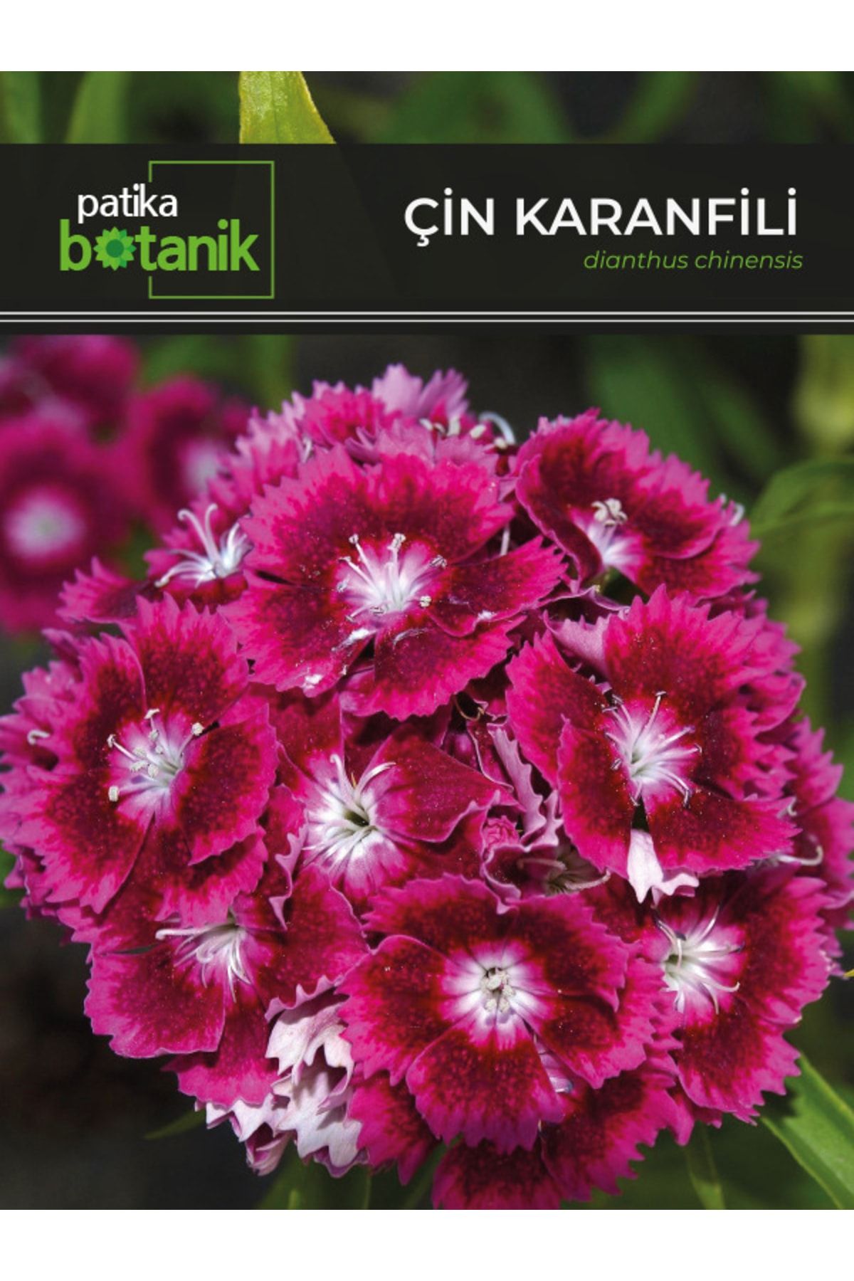 Patika Botanik 100 Adet Çin Karanfili (DİANTHUS CHİNENSİS) Çiçek Tohumu