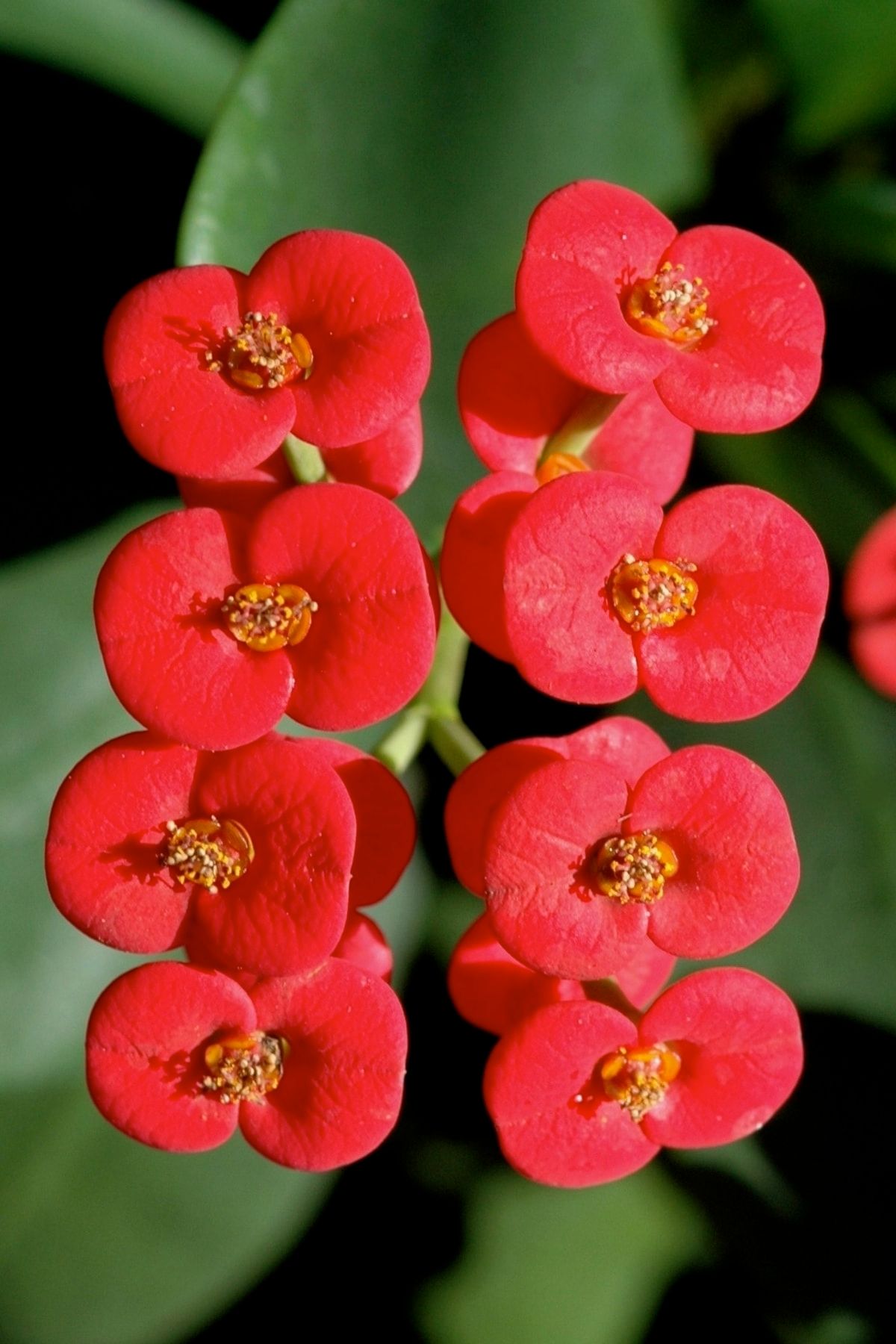 ÇİÇEKFLİX Kırmızı Dikenler Tacı Milli Eubhorbia Mini Boy 5.5cm Şuan Çiçeksizdir