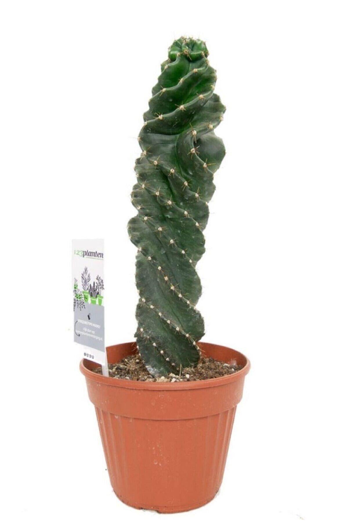 Berceste Peyzaj tasarım Kaktüs Cereus Forbesii Spiralis Cactus Spiral Kaktüs 30 cm Ev Bitkisi