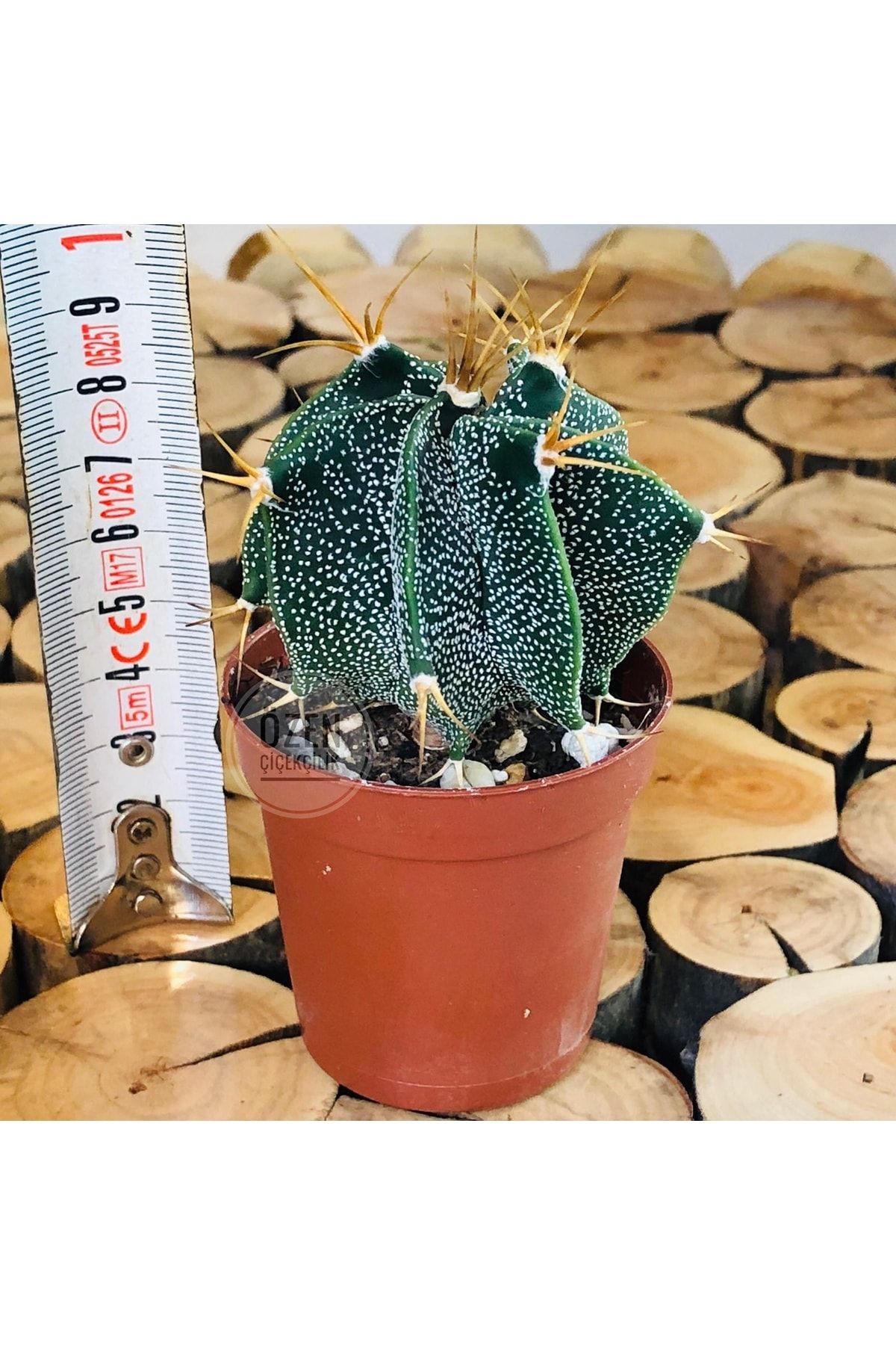 Özen Çiçekçilik Astrophytum Capricorne Cactus Beyaz Benek Döner Gövde Kaktüs