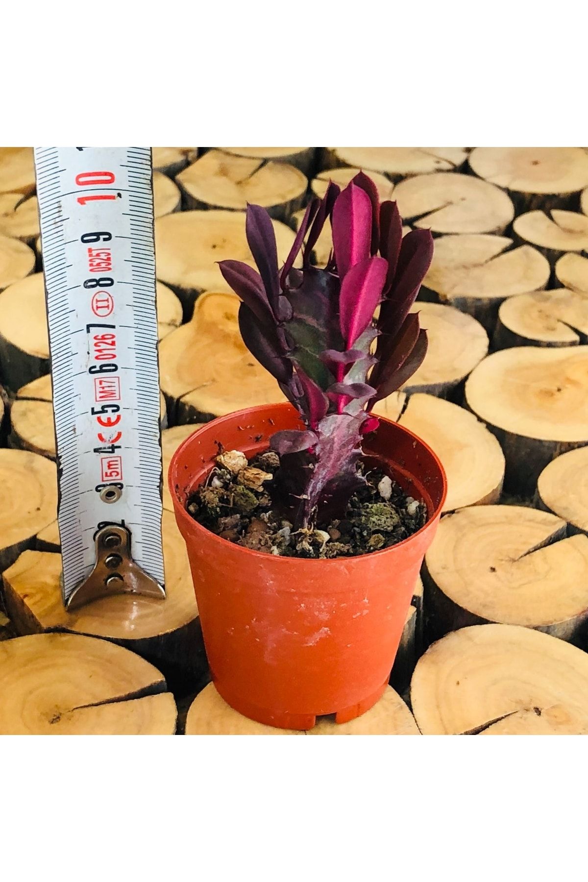 Özen Çiçekçilik Euphorbia Trigona Royal Red Doğal Kırmızı Süt Ağacı Kaktüs