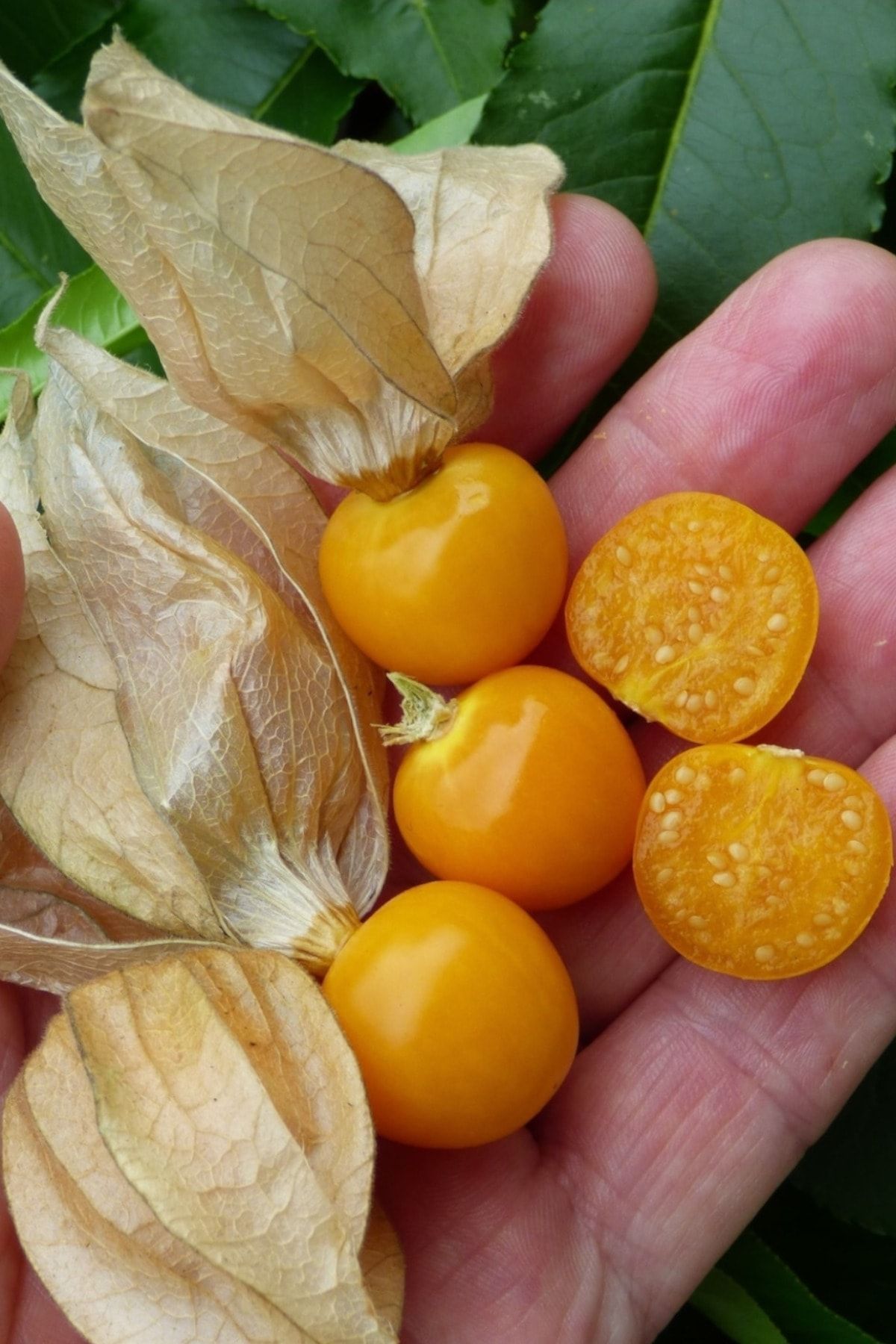ZENGARDEN EV VE BAHÇE Ananas Tomatillo Altın Çilek Tohumu Physalis Ixocarpa