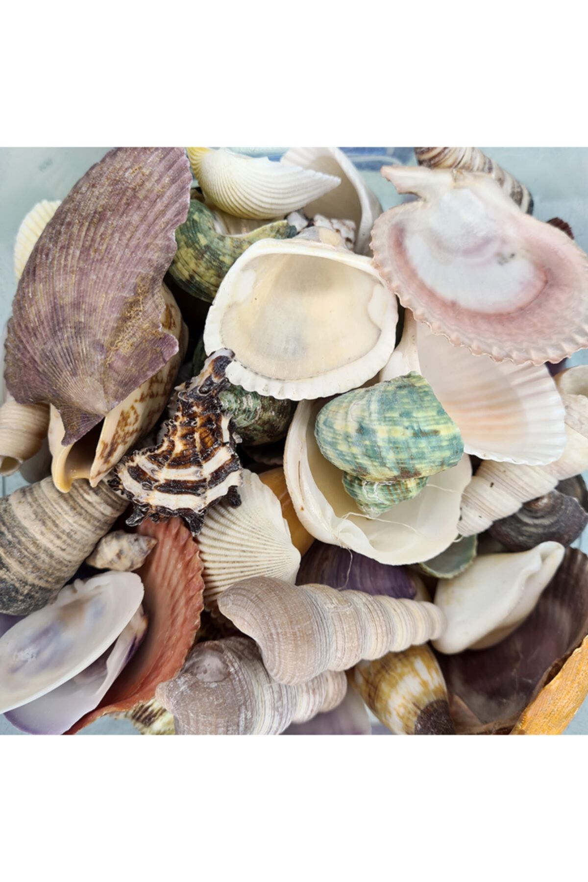 Genel Markalar Dekoratif Büyük Boy Gerçek Deniz Kabuğu Seti Mıxed Shells