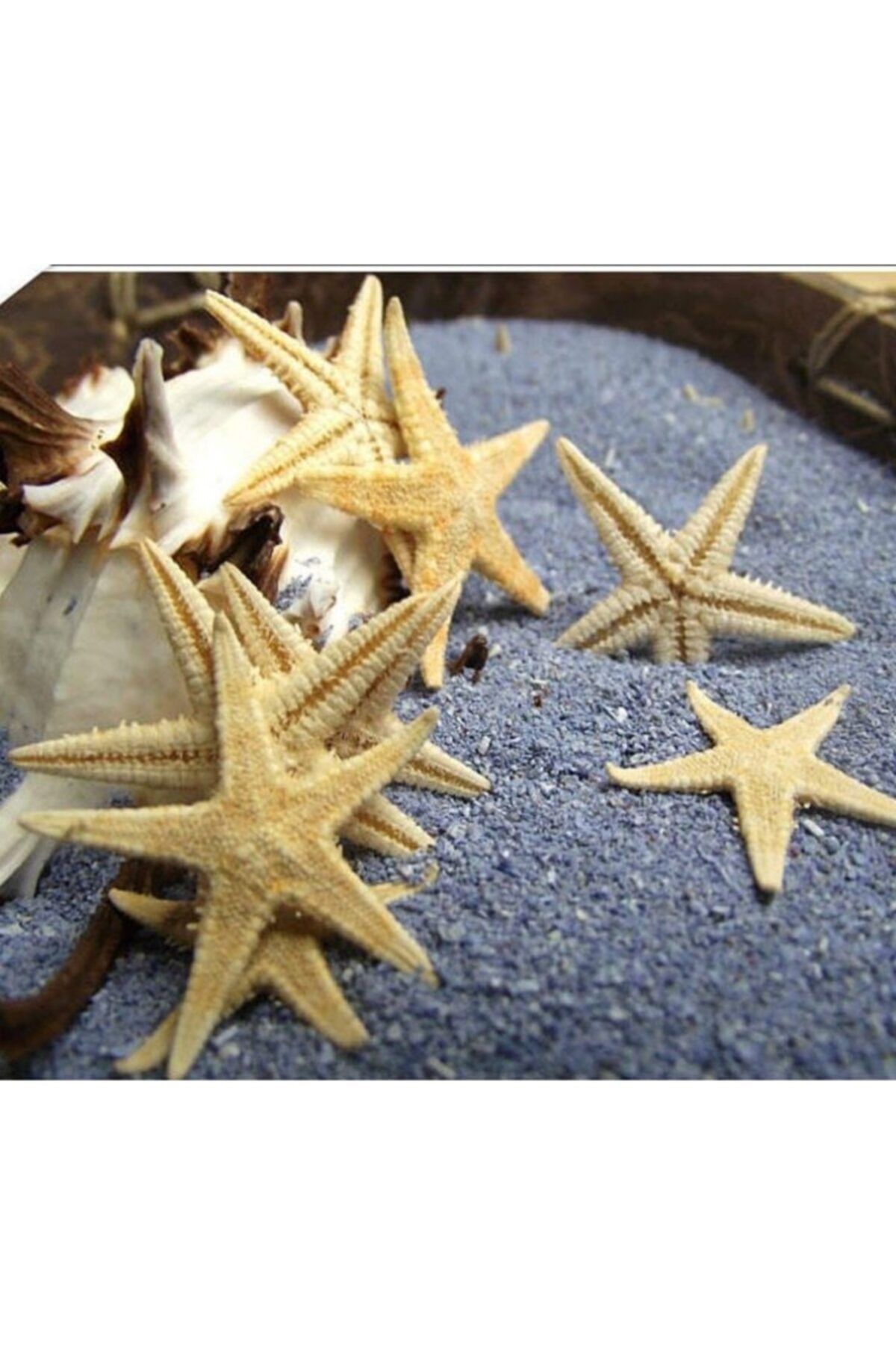 Aker Hediyelik Küçük Deniz Yıldızı 50 Adet 1,5x3,5cm Gerçek Deniz Yıldızları Nikah Şekerleri Süsleme Malzemesi