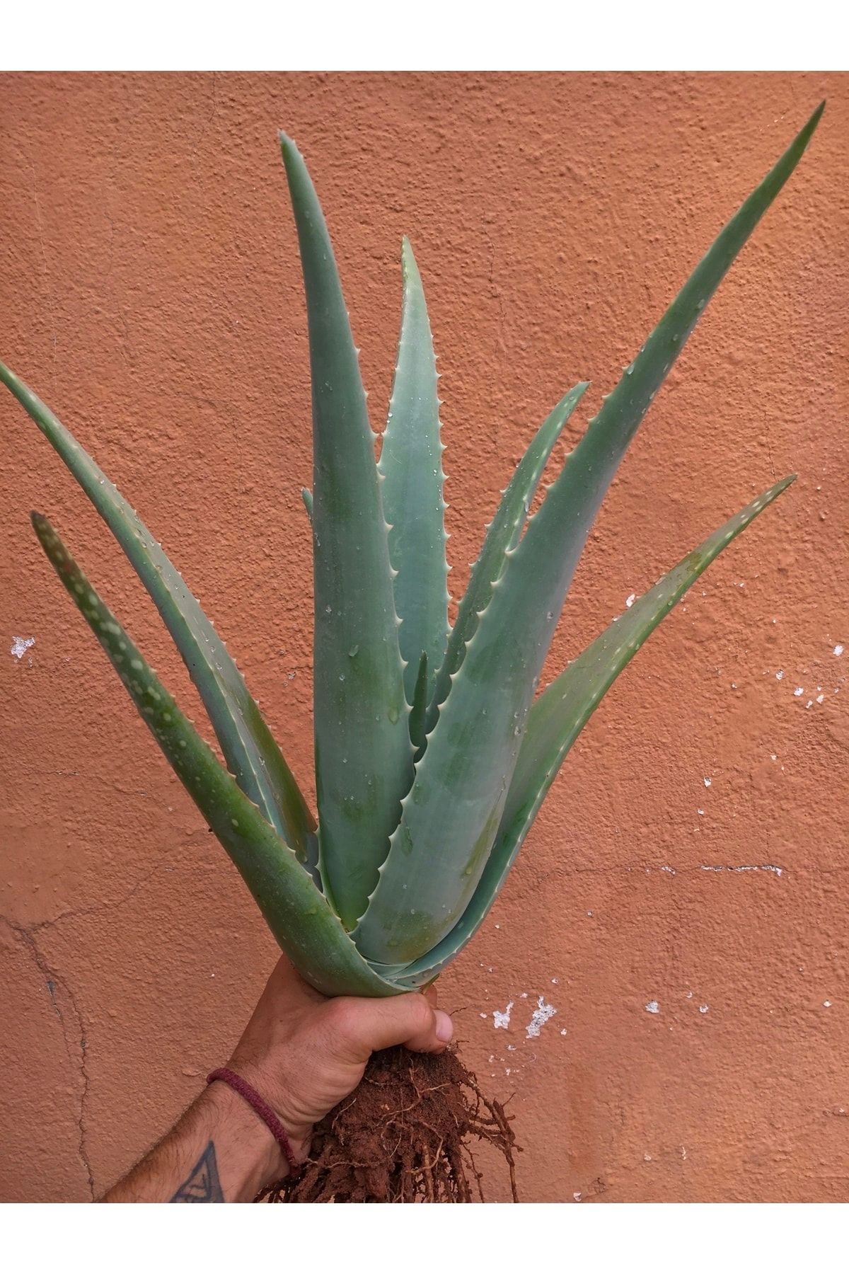 FidanBudur Odunsu Aloe Vera Bitkisi Fidanı, Tıbbi Sarısabır 45 Cm, Köklü, Saksısız, Yavrulu, Aloe Vera Plant