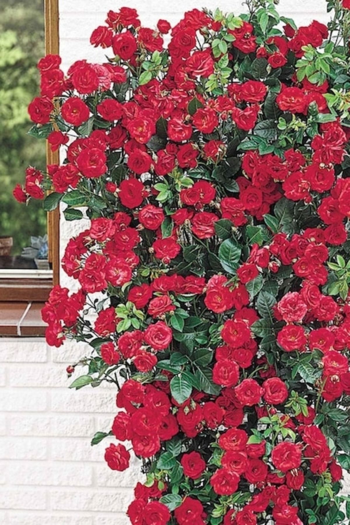 ÇİÇEKFLİX 1 Adet Bahçe Balkon Sarmaşik Gül Kırmızı 35-40cm Açik Kök Yediveren