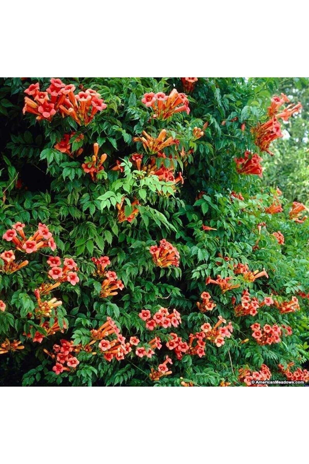 DH STORE Yeşil Yapraklı Turuncu Acem Borusu Çiçeği Fidanı 60- 70- 80 Cm Tüplü Vitaminli