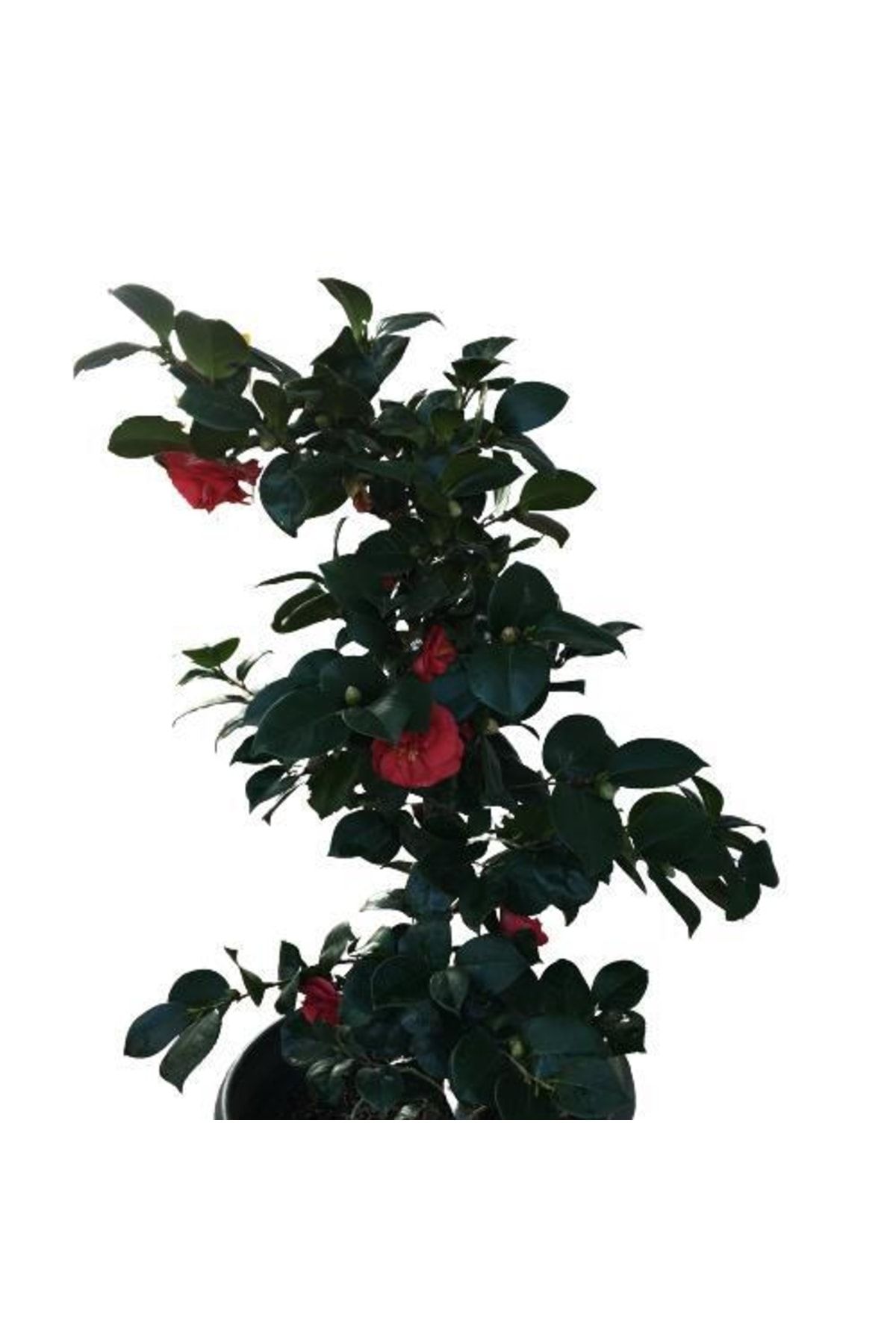 Armen Botanik Camellia Japonica - Kamelya Ağacı Büyük Boy