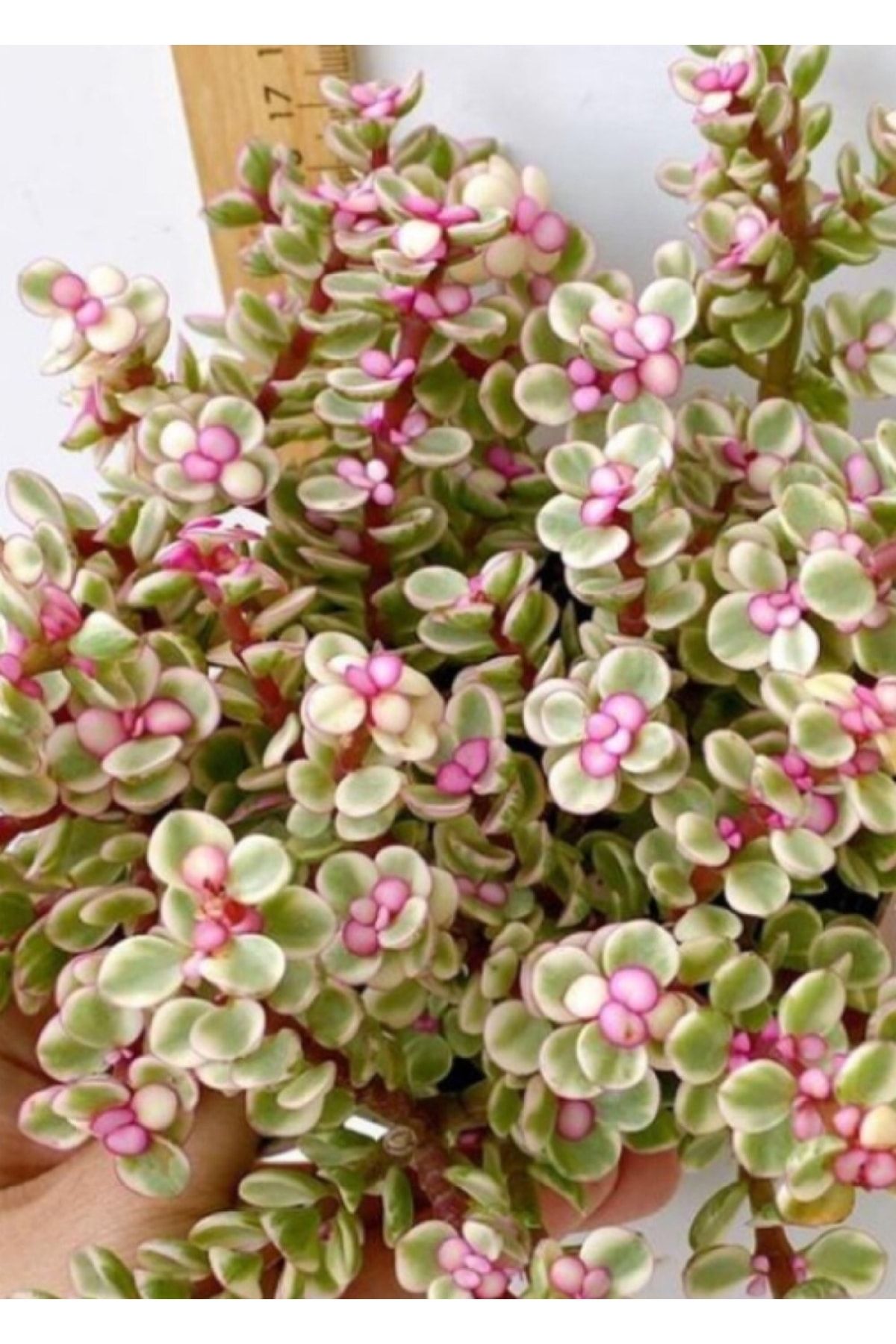 EGZOTİKBAHÇE Alacalı Pembe Çiçek Açan Portulacaria Afra Para Ağacı Sukulent 5,5cm Saksıda