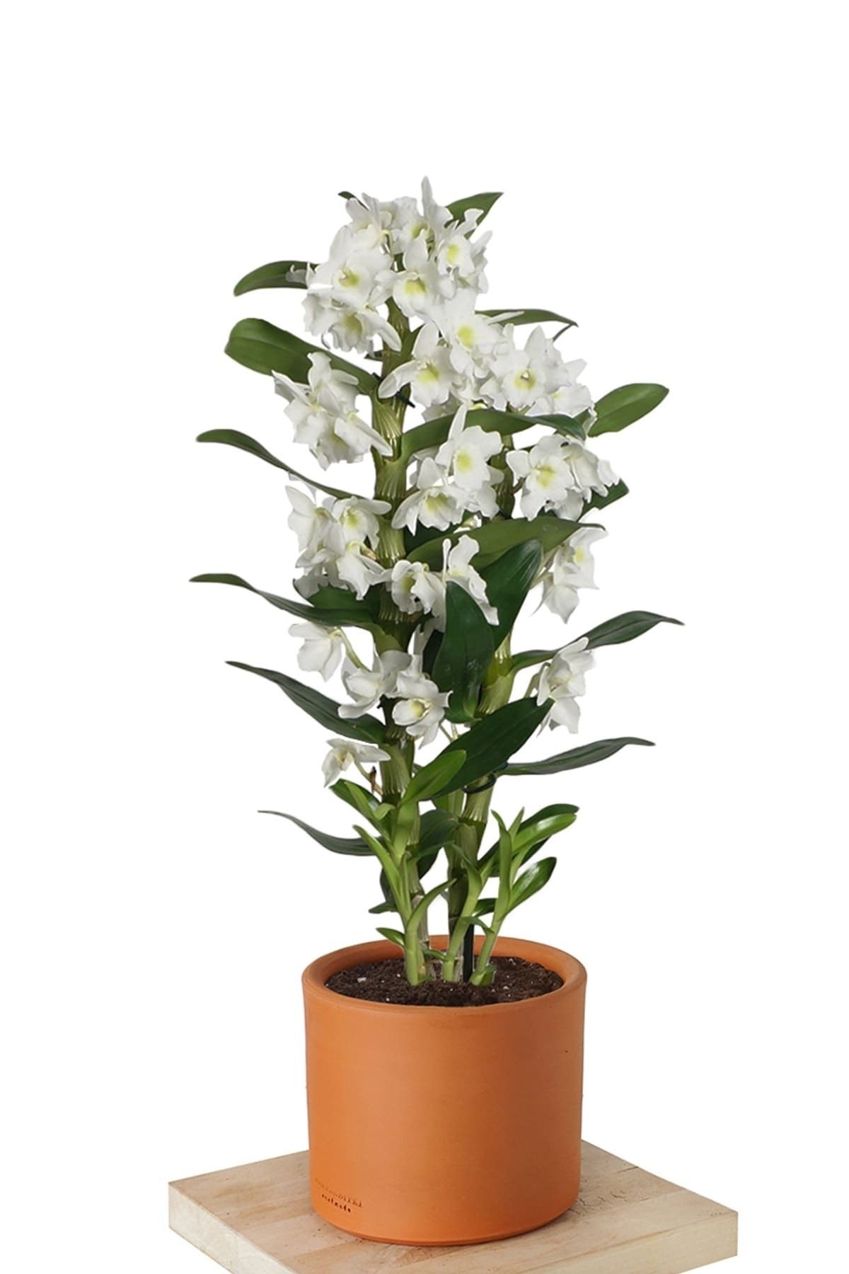 Fintarla Canlı Beyaz Çiçekli Dendrobium Bambu Orkide Dekoratif Salon Çiçeği
