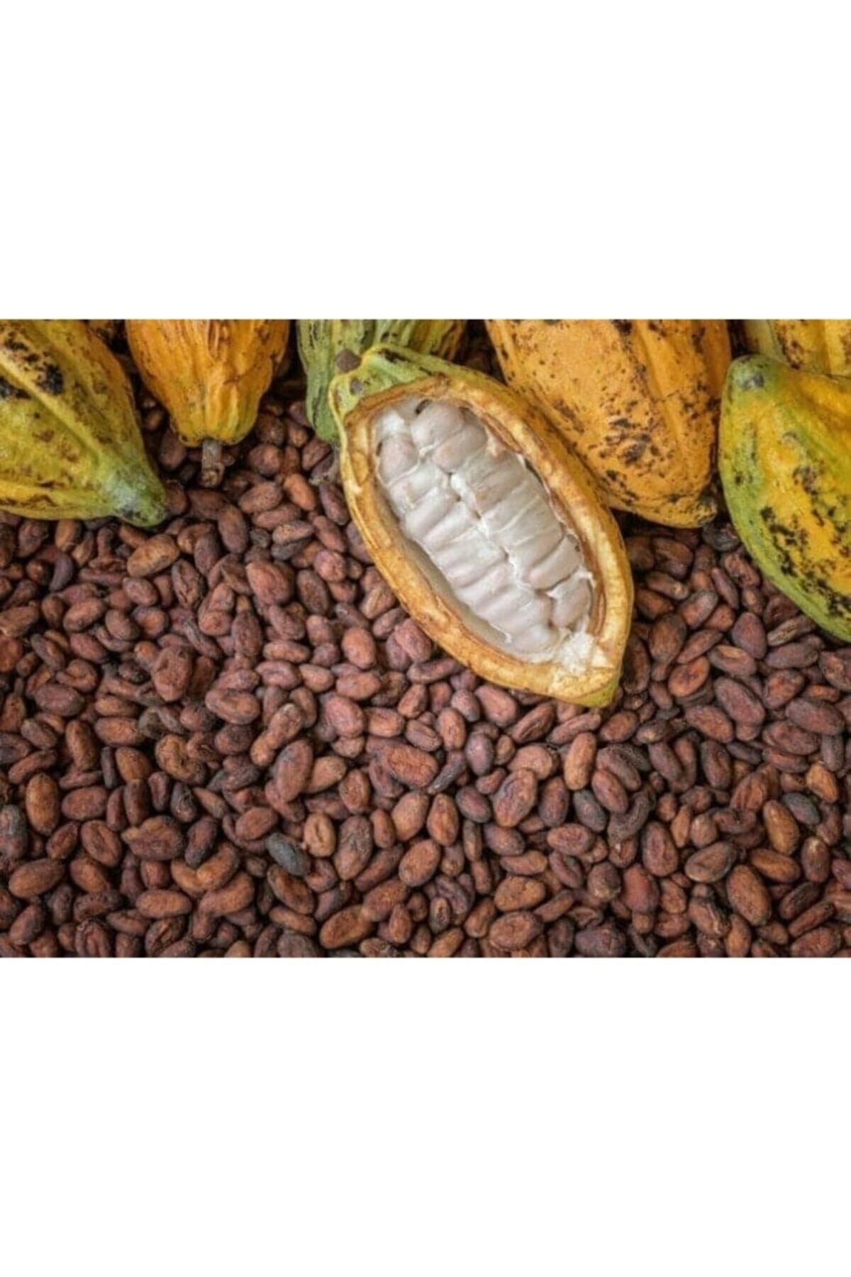 Tohum Dünyam Organik Kakao Ağacı Tohumu
