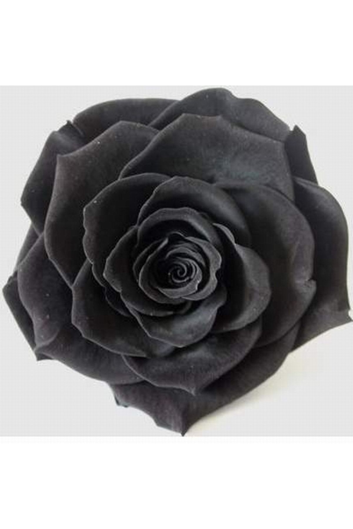 logitel 100 Adet Siyah Çin Gülü Tohumu +10 Adet Karışık Lale Çiçek Tohumu