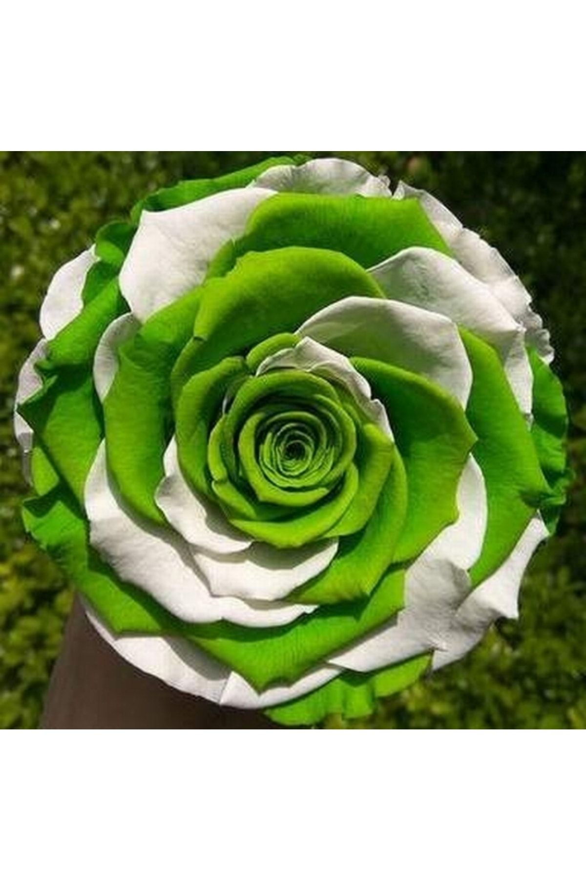 logitel 100 Adet Yeşil Beyaz Çin Gülü Tohumu +10 Adet  Karışık Lale Çiçek Tohum