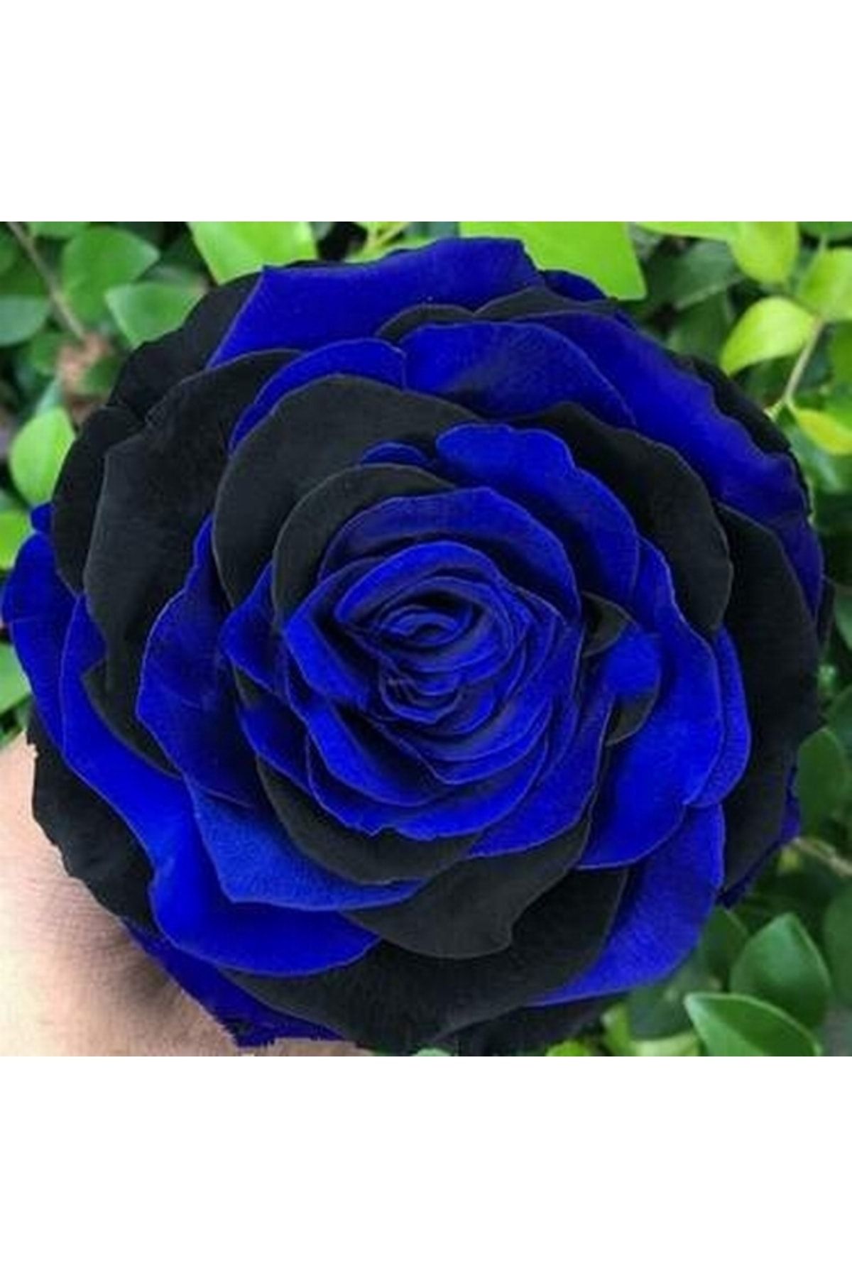 logitel 50 Adet Mavi Siyah Çin Gülü Tohumu +10 Adet Hediye Karışık Lale Çiçek Tohumu