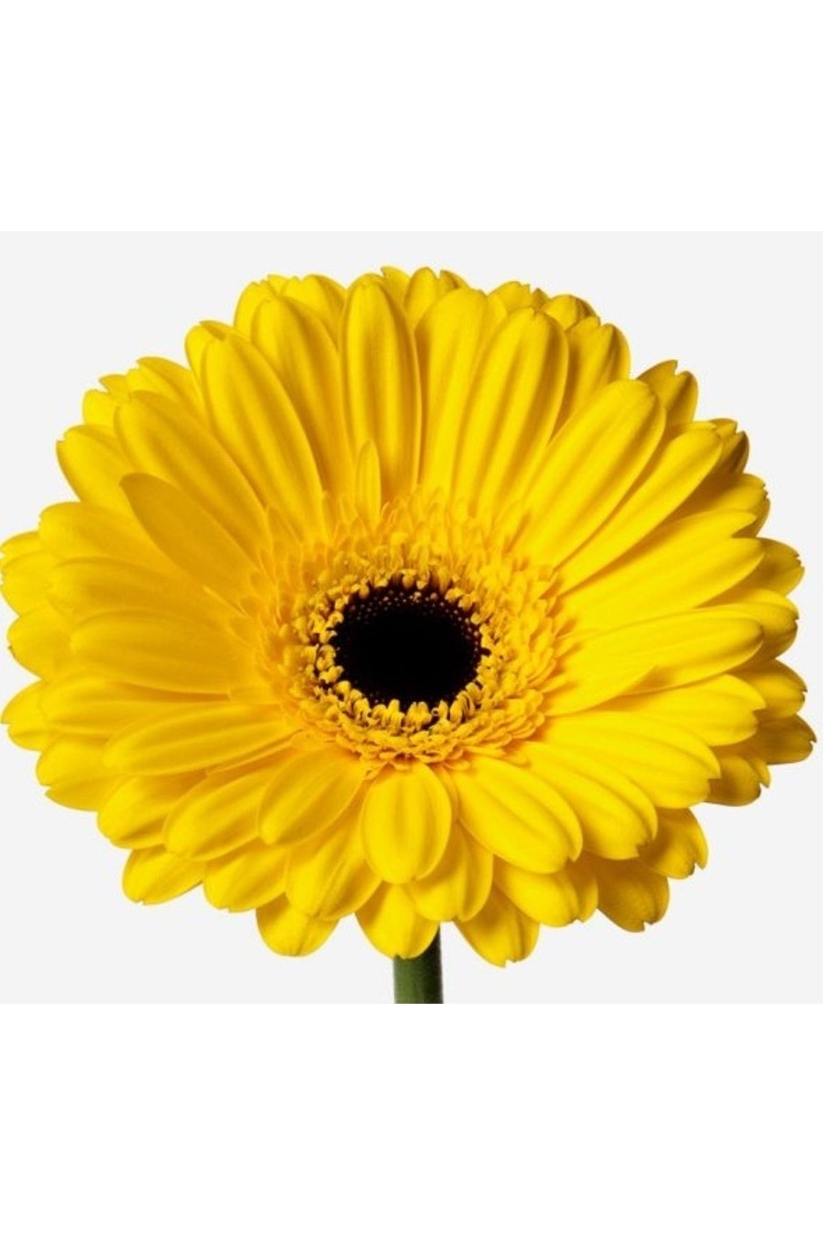 logitel 100 Adet Karışık Renk Gerbera Çiçeği Tohum+10 Adet Hediye Karışık Renk Lale Çiçek Tohum