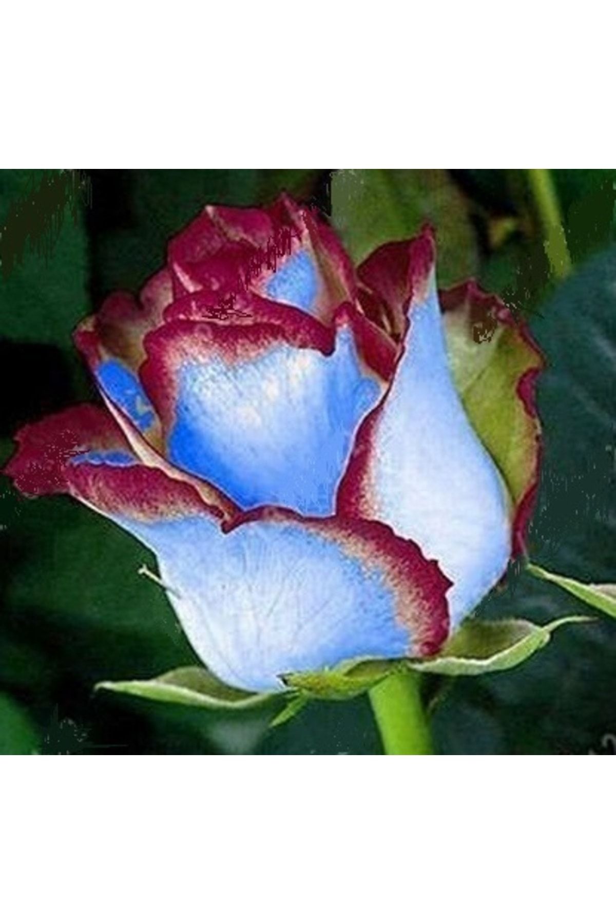 logitel 10 Adet Bordo Mavi Renk Gül Çiçek Tohumu + 10 Adet Hediye Karışık Renk Lale Çiçek Tohum