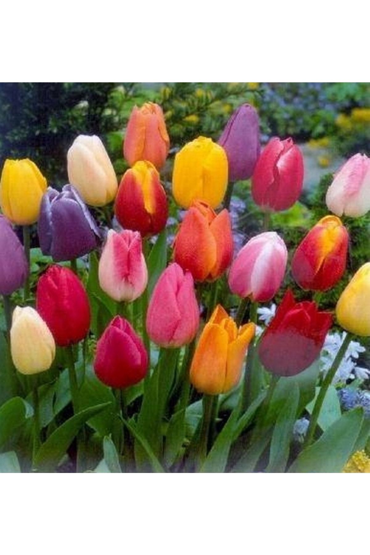 Genel Markalar 100 Adet Karışık Renk Lale Çiçeği Tohumu + 10 Adet Karışık Gül Çiçek Tohumu