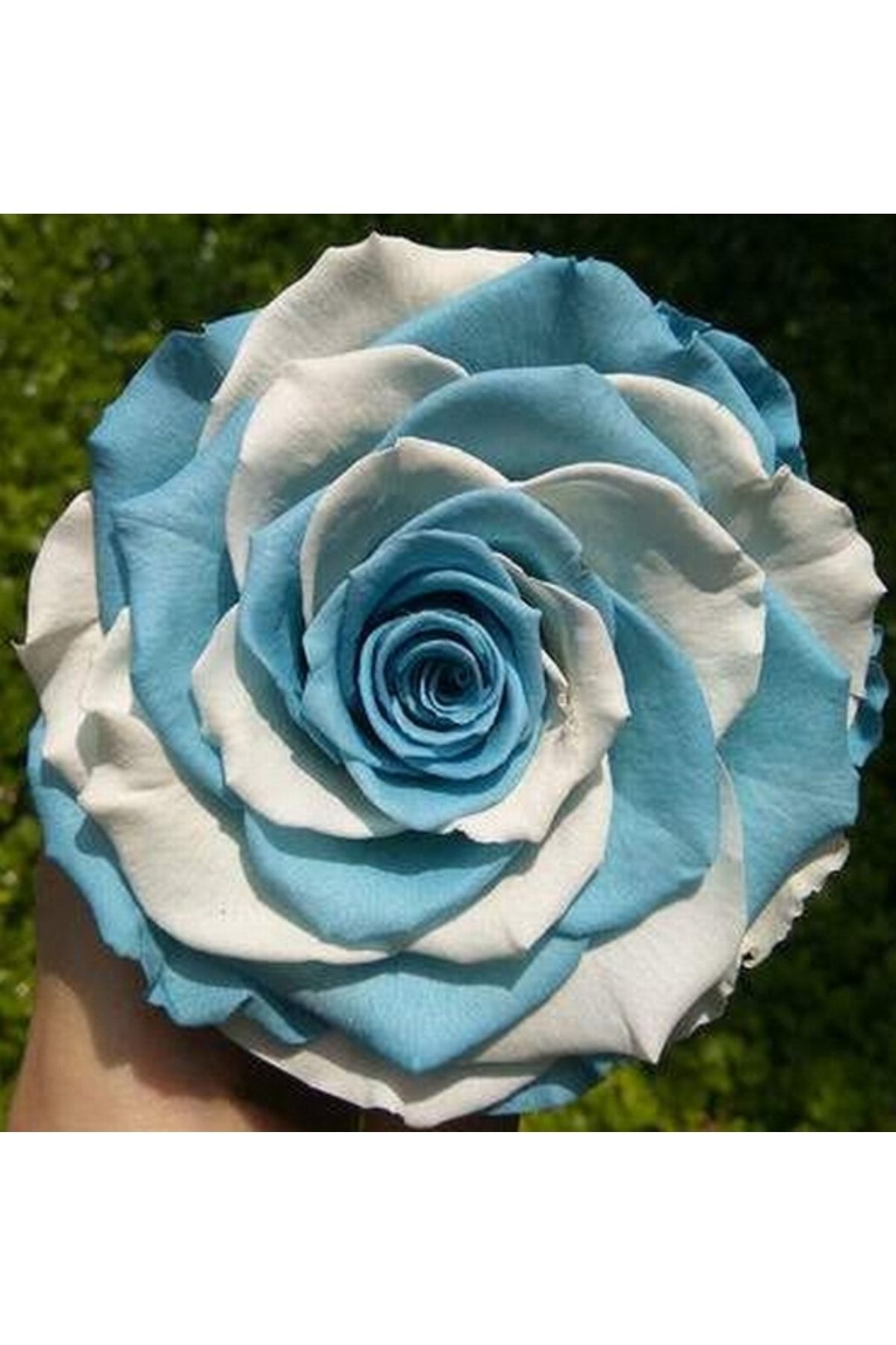 logitel 100 Adet Mavi Beyaz Çin Gülü Tohumu +10 Adet Hediye Karışık Lale Çiçek Tohum