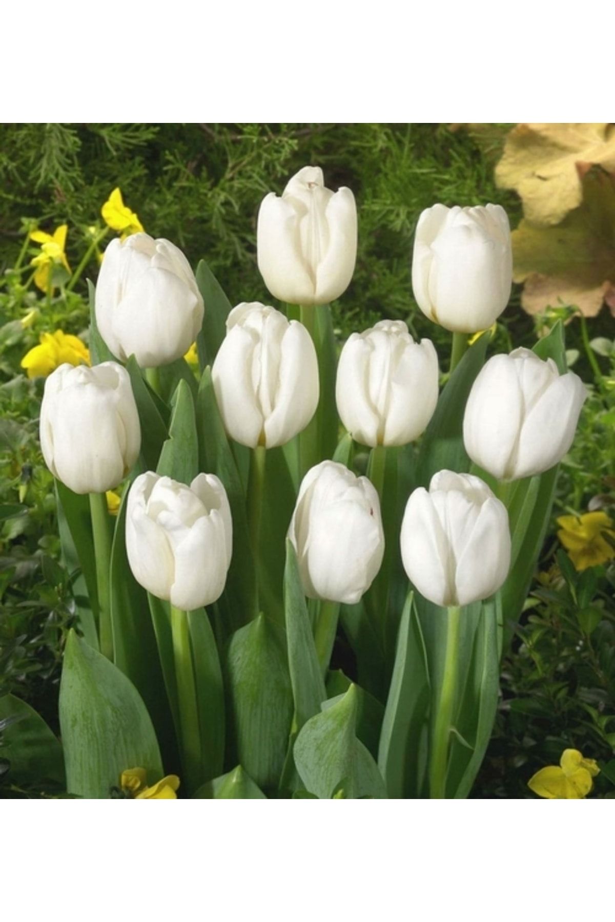 logitel 25 Adet Beyaz Renk Lale Çiçeği Tohumu + 10 Adet Hediye Karışık Gül Çiçek Tohumu