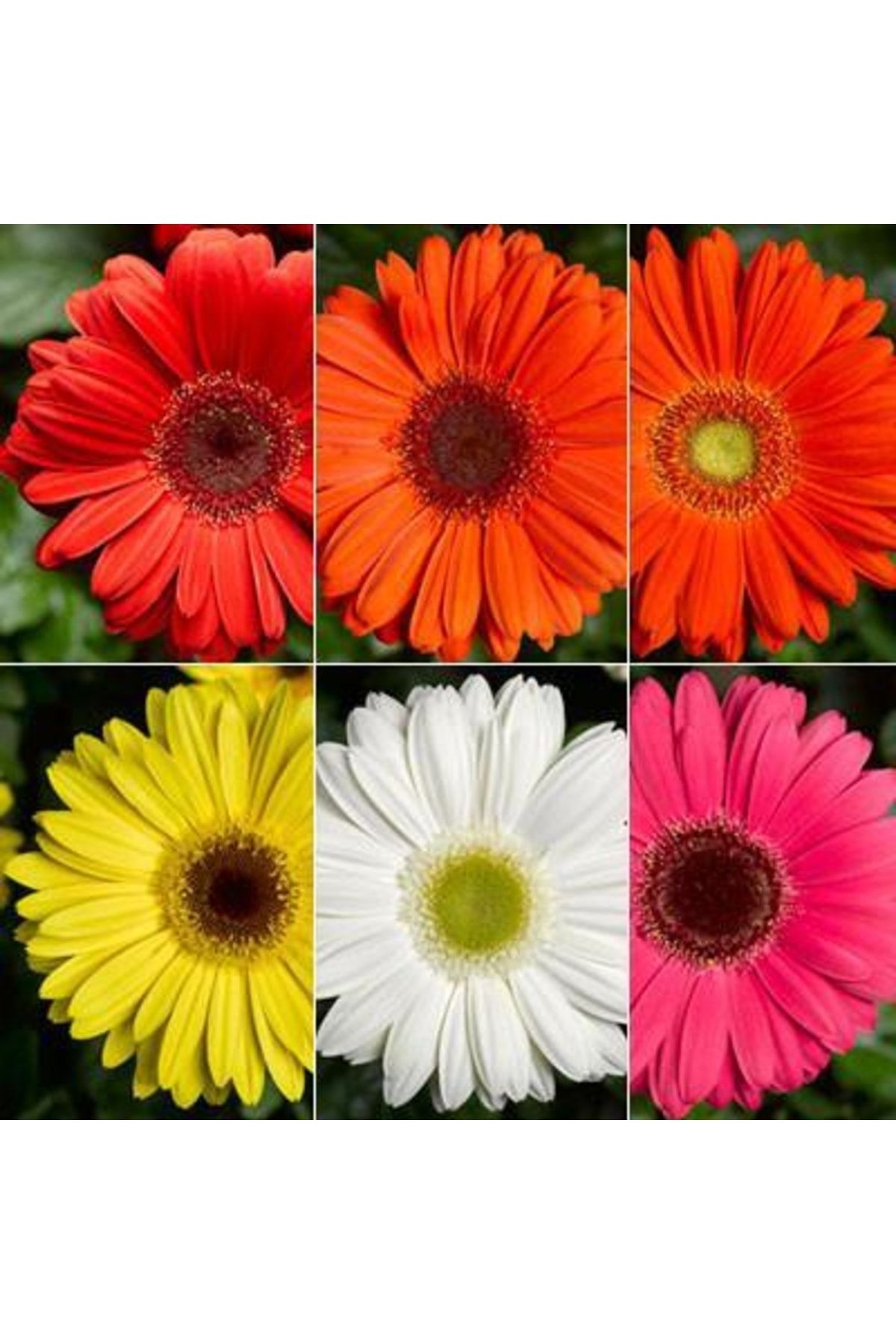 logitel 100 Adet Karışık Renk Gerbera Çiçeği Tohum+10 Adet Hediye Karışık Renk Lale Çiçek Tohum