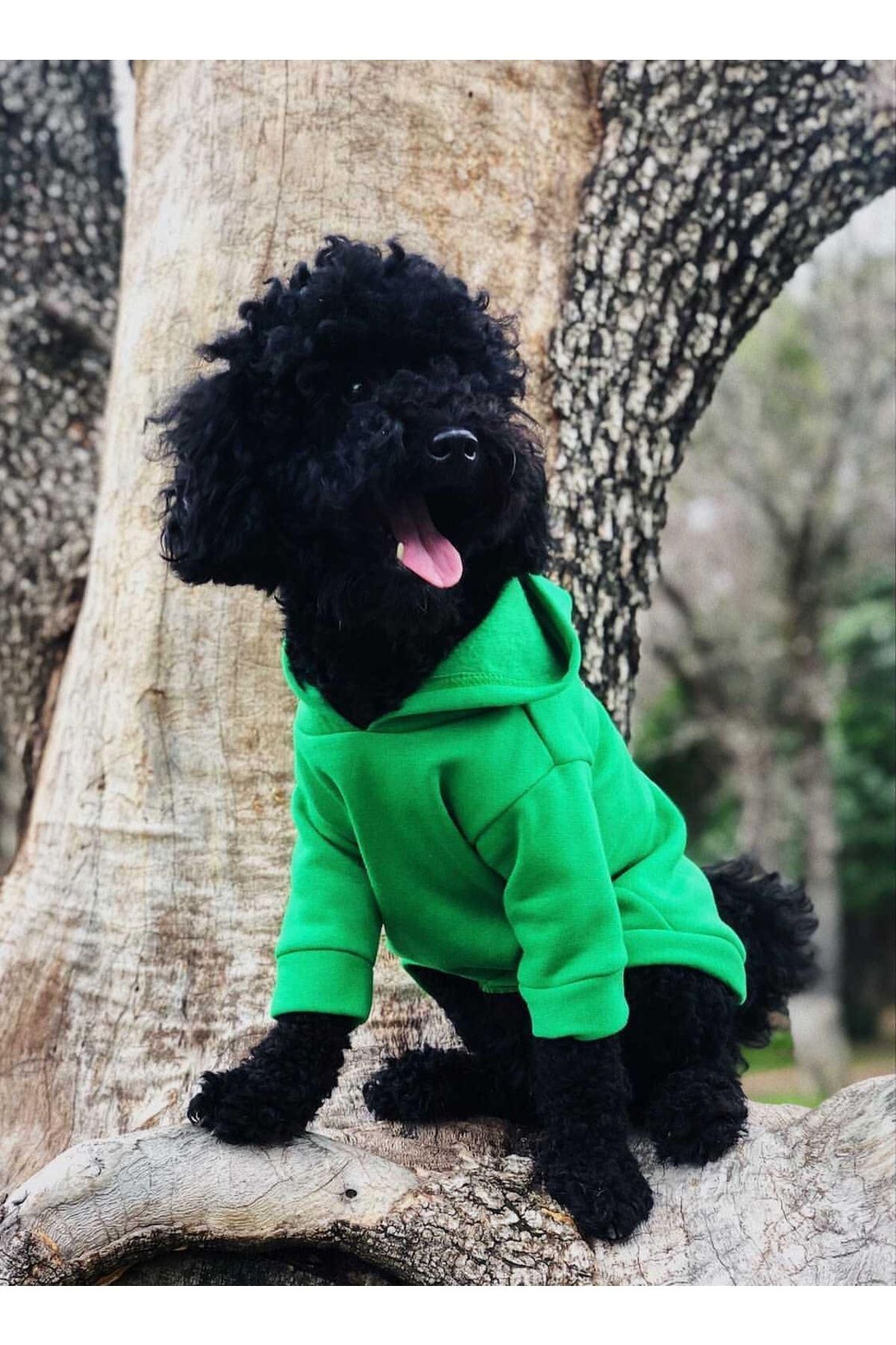 Pawplus Pet Butik Yeşil Köpek Kıyafeti (Hoodie)