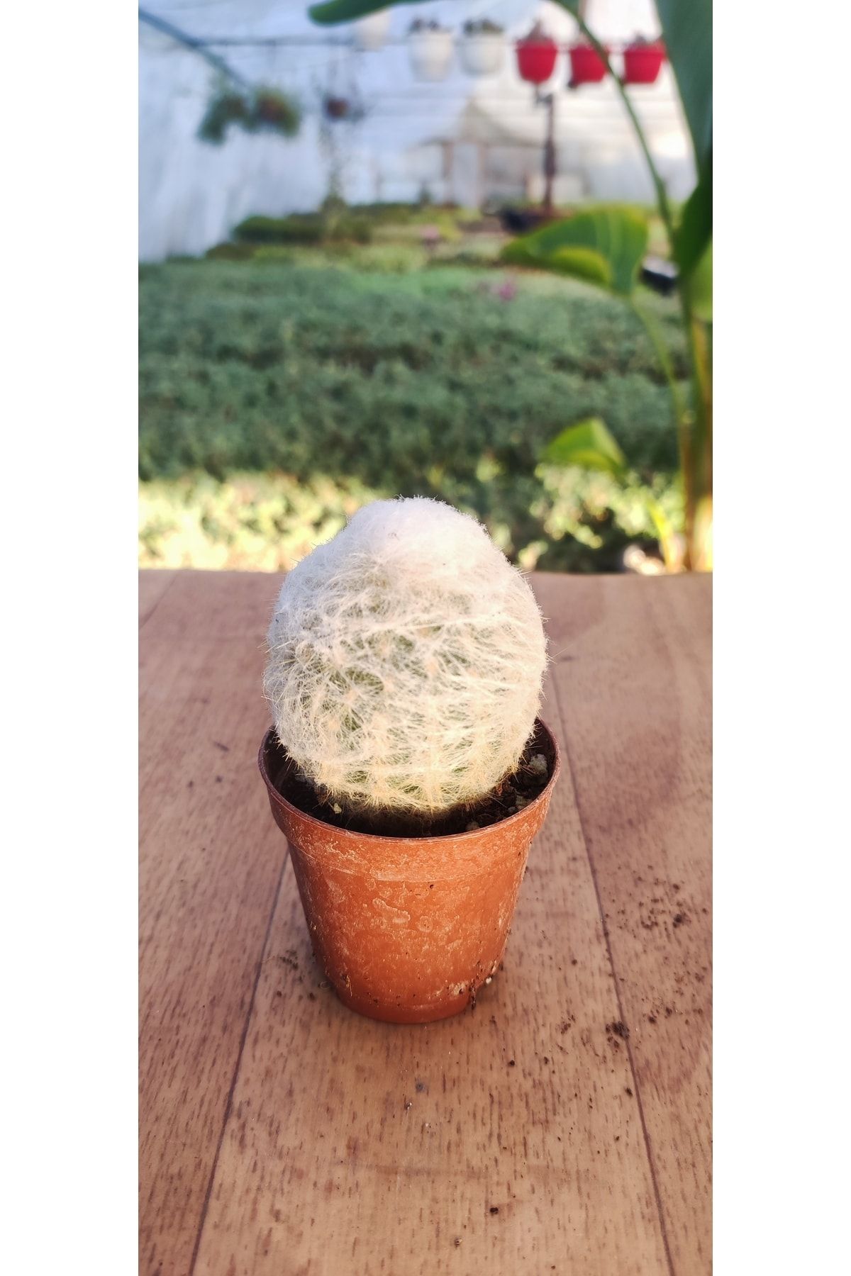 Ravza Çiçekçilik Espostoa Lanata ( Yaşlı Adam Kaktüsü ) ( 5.5 Cm Saksıda ) Tüylü Kaktüs