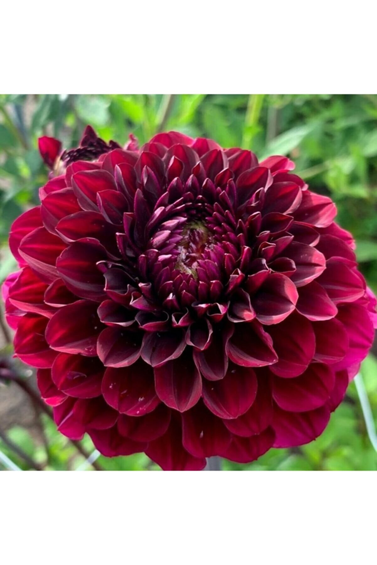 KAMONDO TOHUM 10 Adet Bordo Renkli Kirli Hanım Çiçeği Tohumu Kokulu