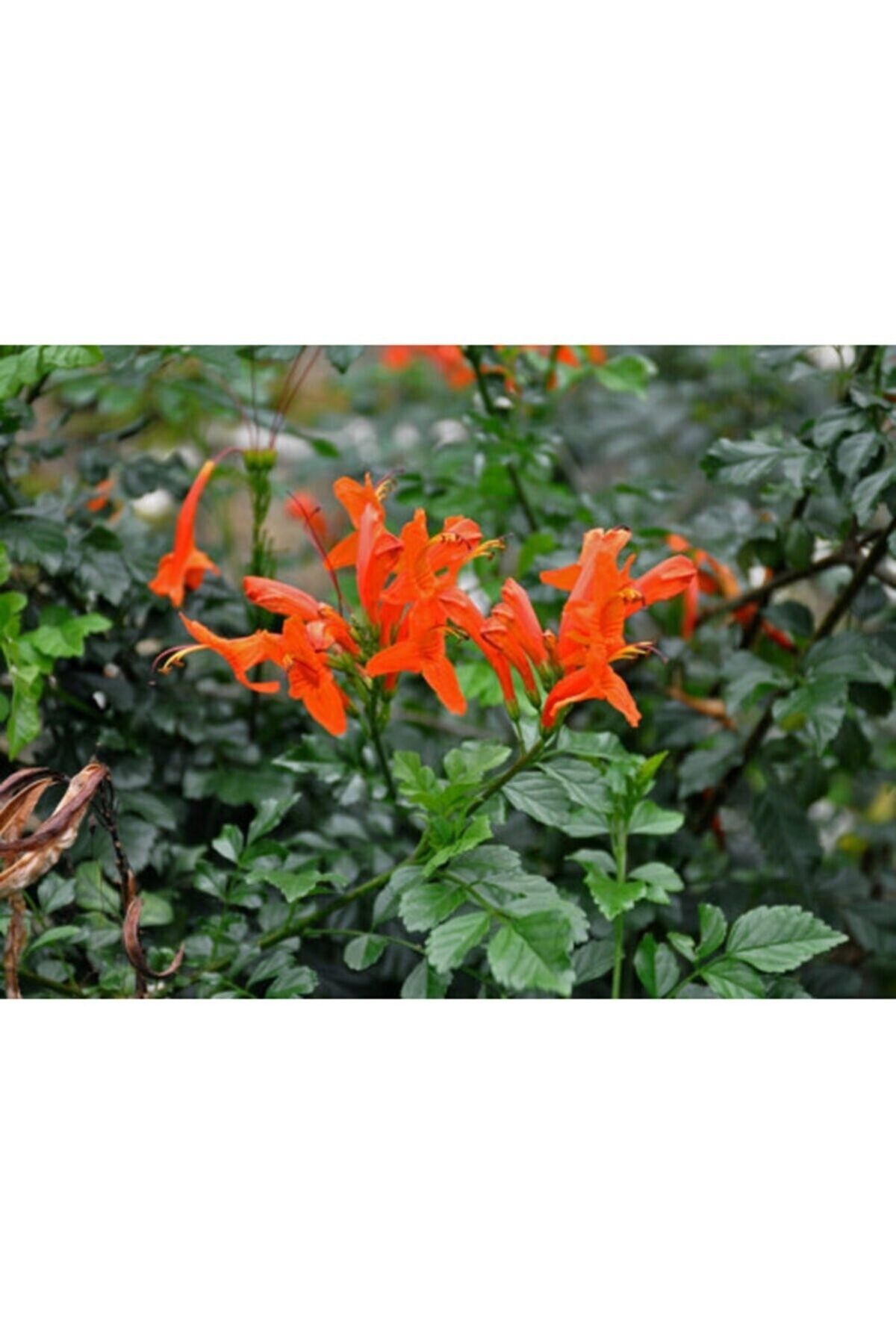 DH STORE Bodur Acem Borusu Çiçeği Fidanı 60 Cm Yeşil Yapraklı (50-70 Cm Tüplü)