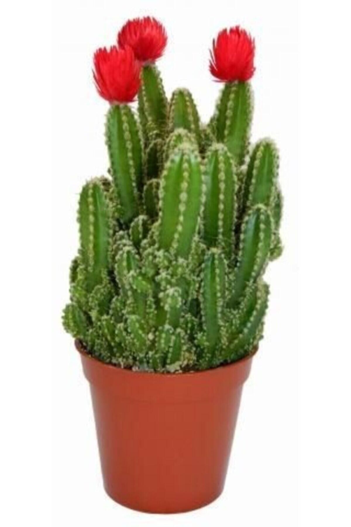 EGZOTİKBAHÇE Radyasyon Emici Kaktüs Bol Yavrulu Cereus Fairy Castle Cactus