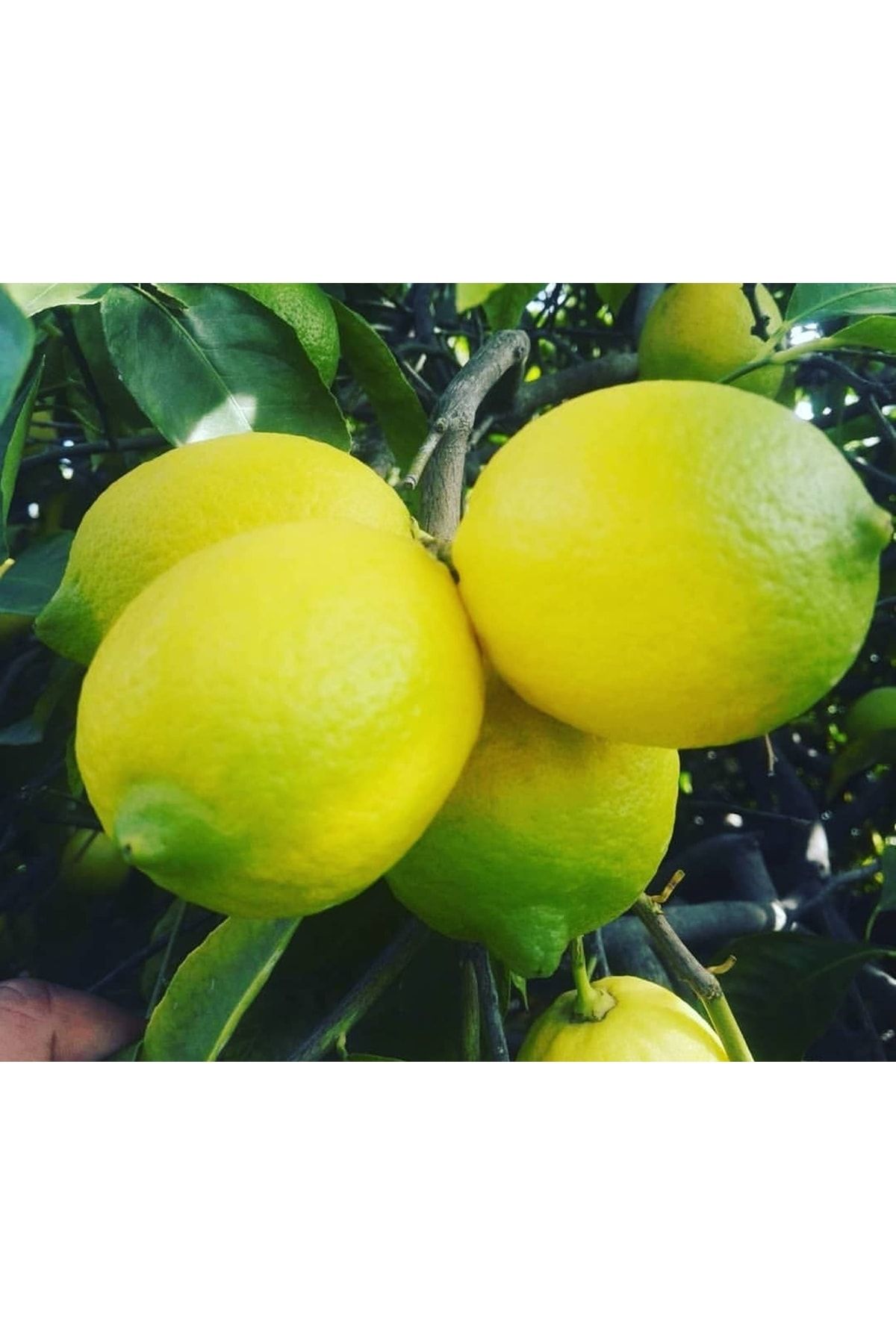Uzunlar Fidancılık Üzeri Meyveli Mayer Limon Fidanı Bodur Saksılık 3 Yaş Meyveli
