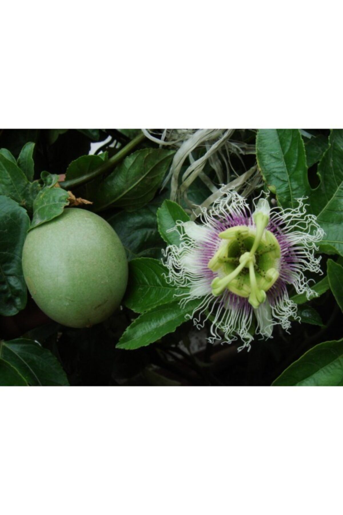 dogalfidan Pasiflora Fidanı Tüplü Aşılı