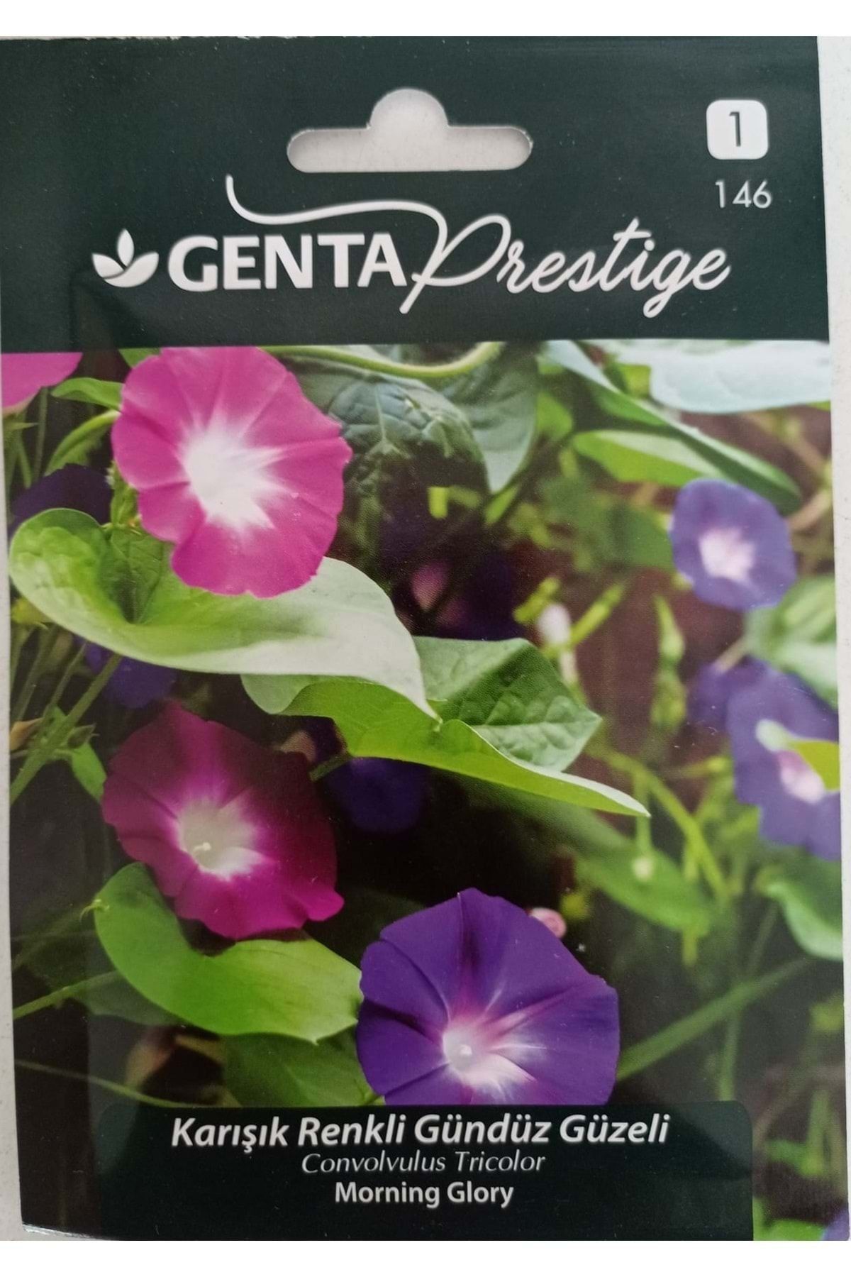 Genta Prestige Karışık Renkli Gündüz Güzeli/convolvulus Tricolor/morning Glory