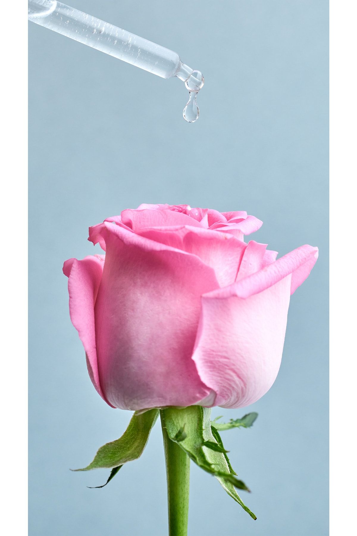 Aqua Rose Organik Gül Suyu İçeren Nemlendirici Tonik 200ml,Tüm Cilt Tipleri,24 Saat Yüz Nemlendirici_4